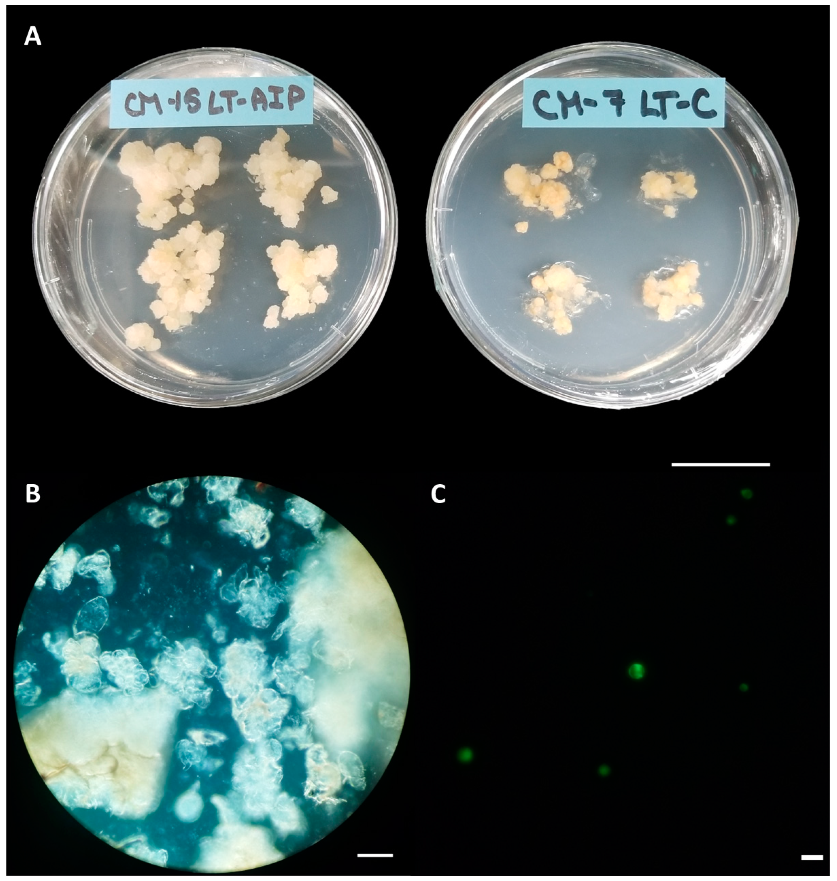 Plants 13 00130 g001