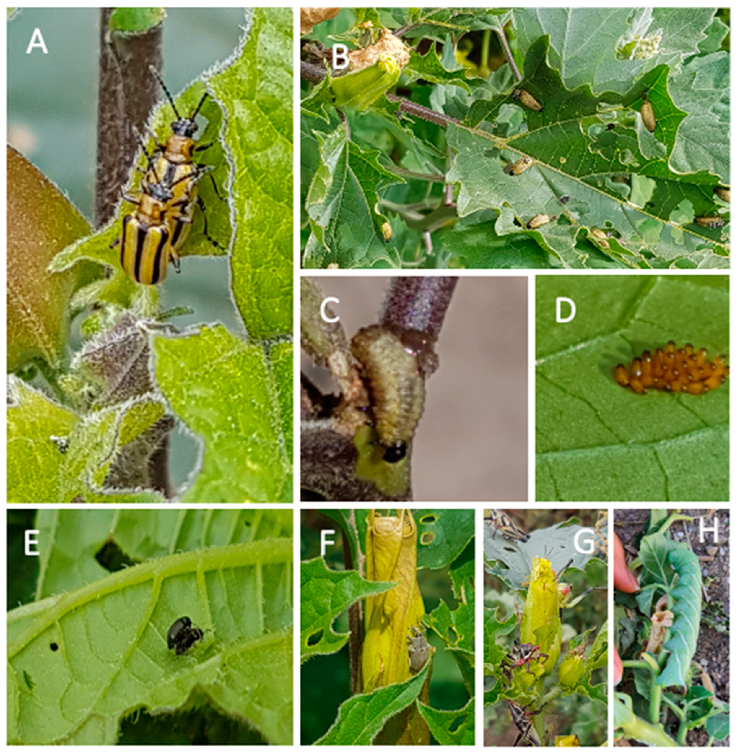 Plants 13 00131 g001