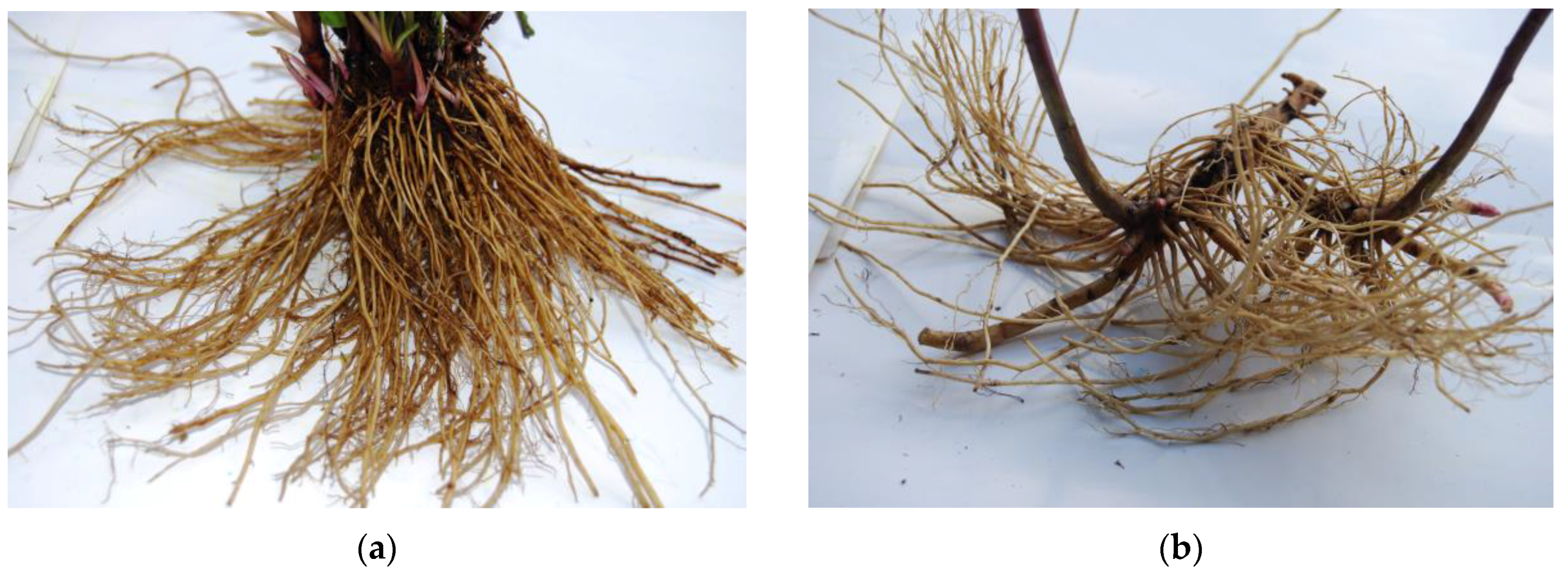 Plants 13 00132 g005a