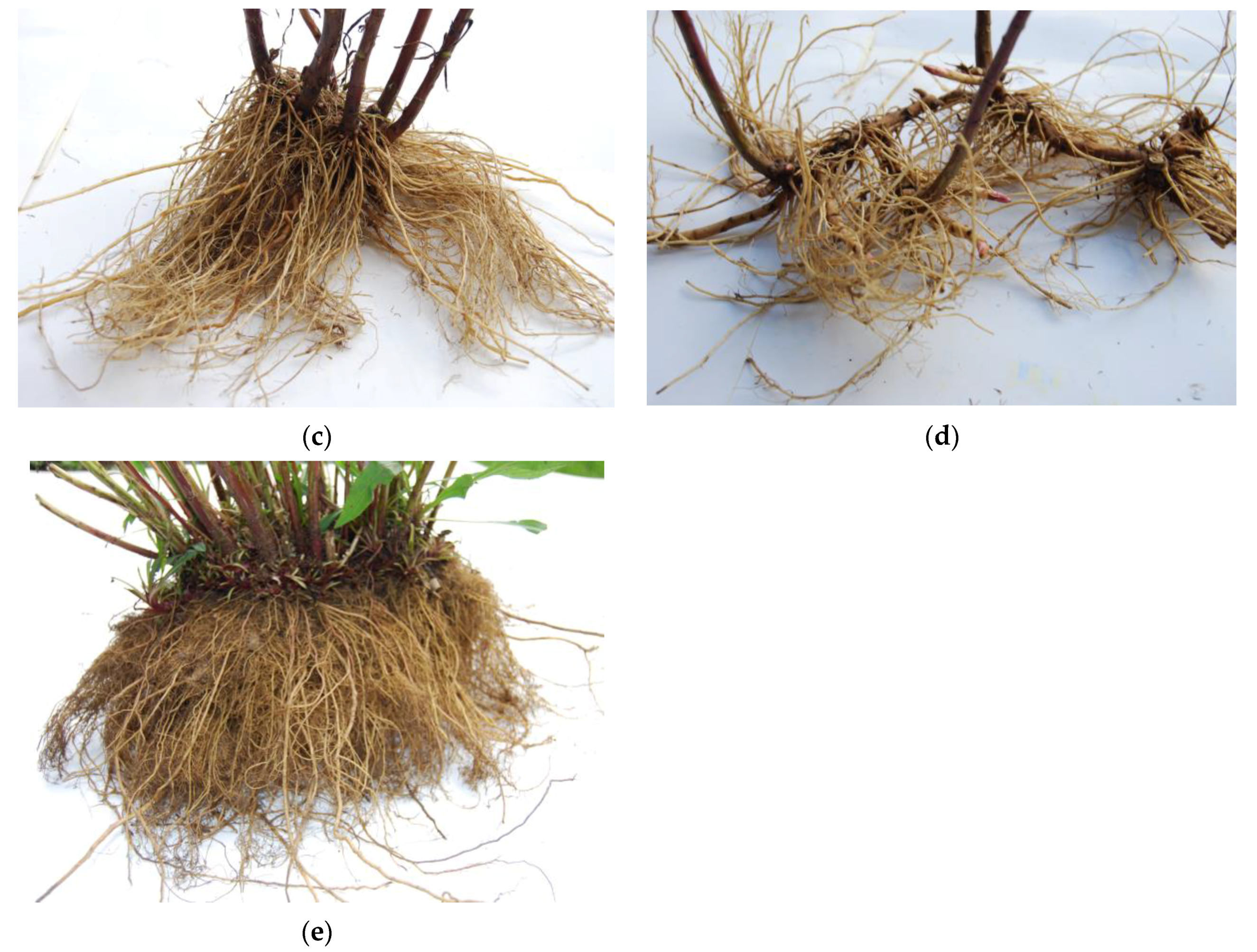 Plants 13 00132 g005b