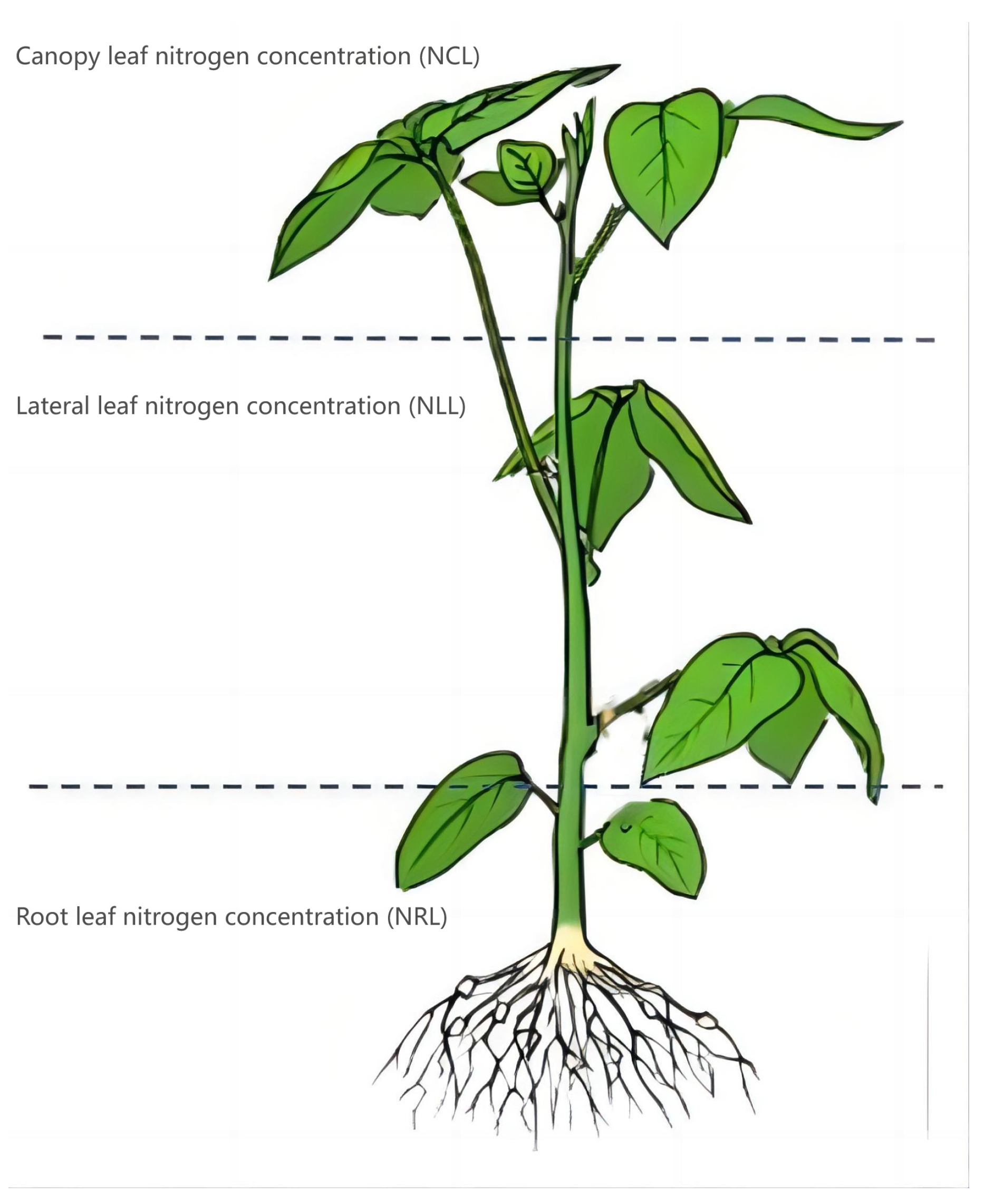Plants 13 00140 g002