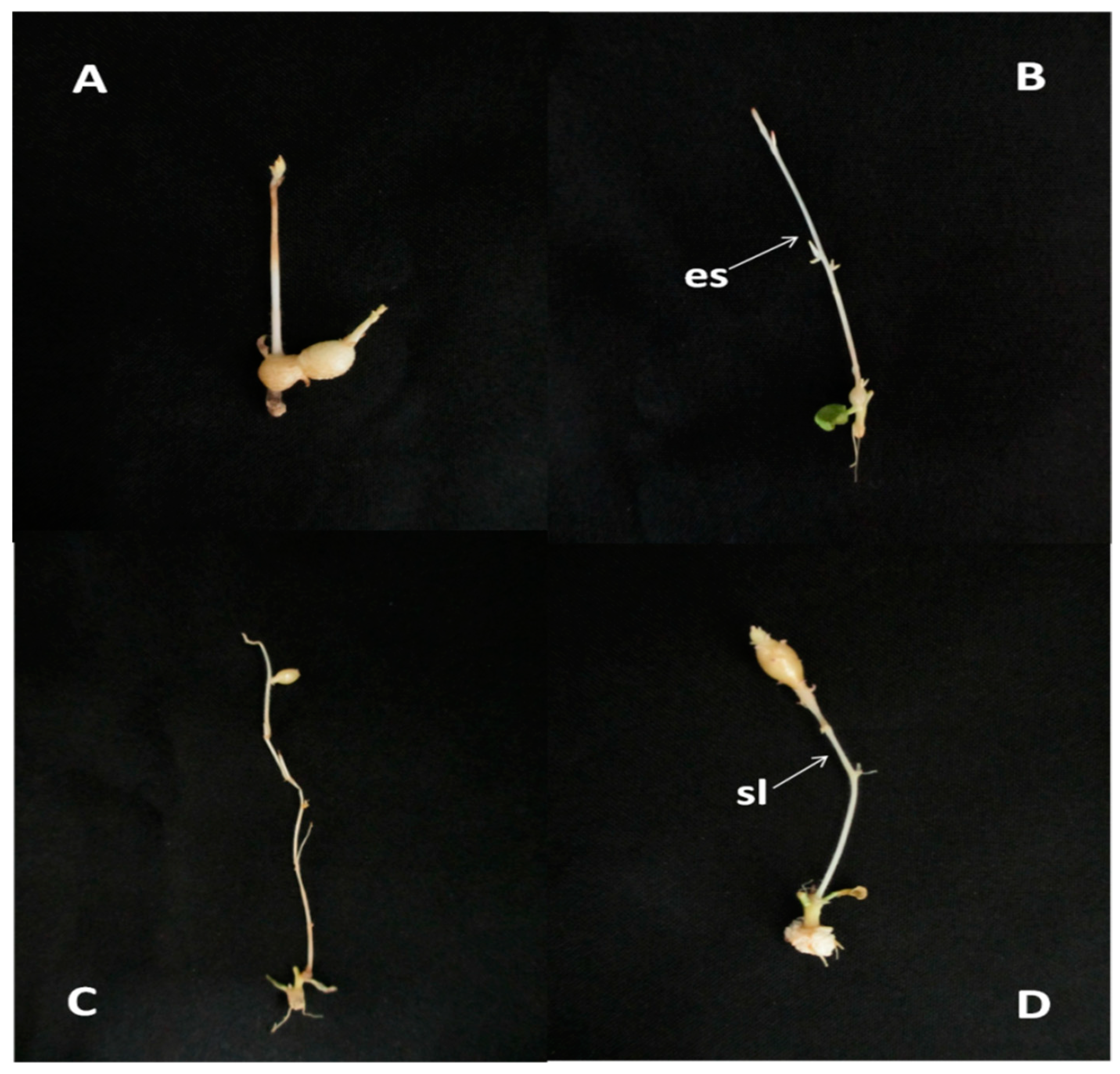 Plants 13 00142 g002