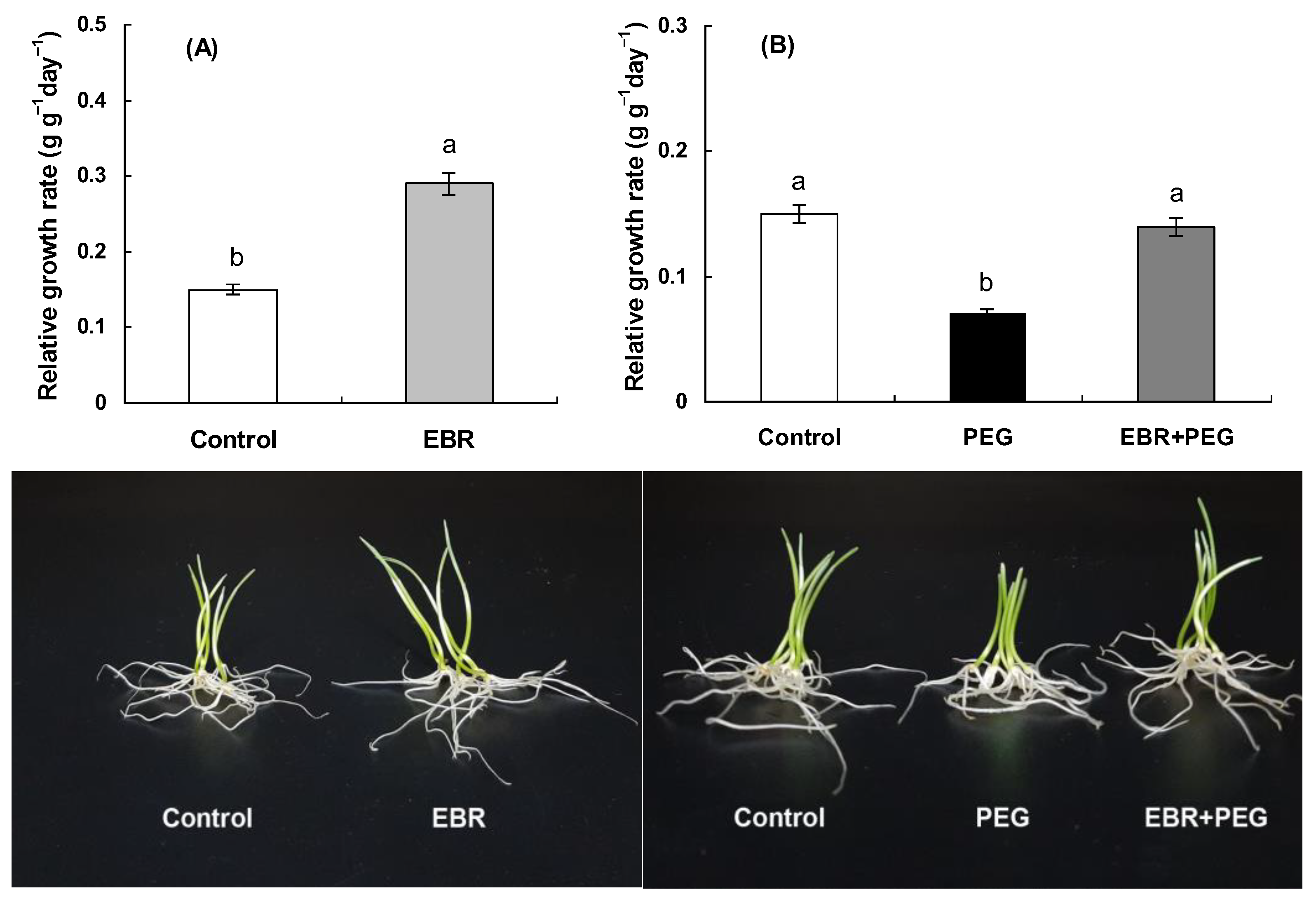 Plants 13 00148 g001