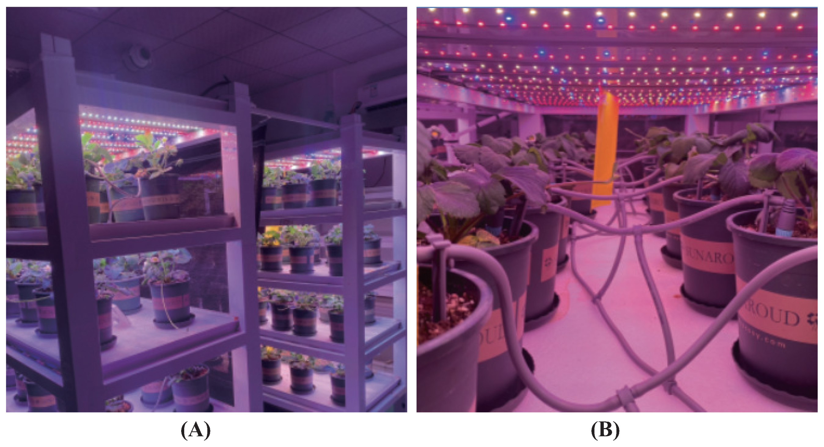 Plants 13 00149 g004