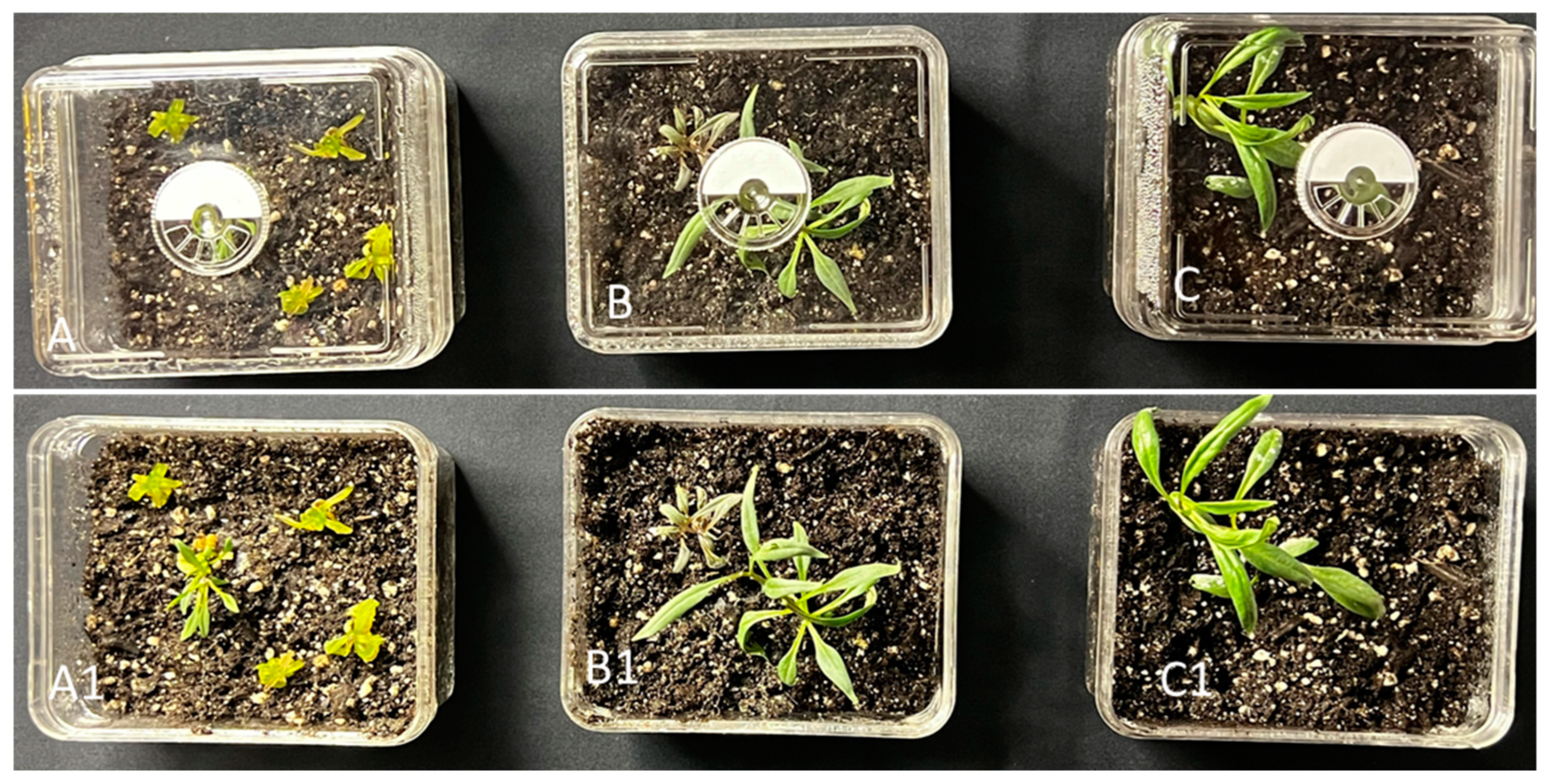 Plants 13 00151 g004