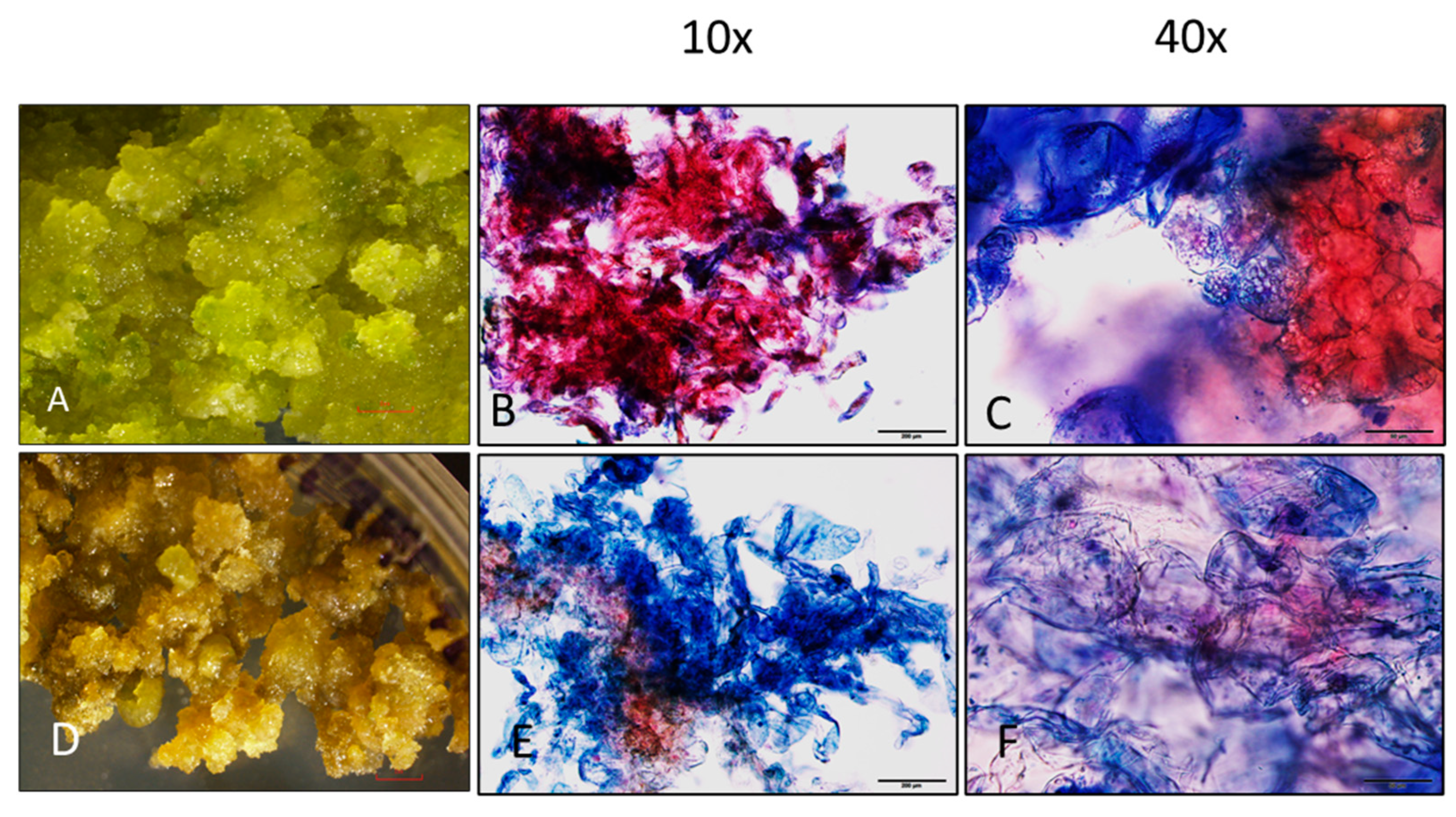 Plants 13 00151 g005