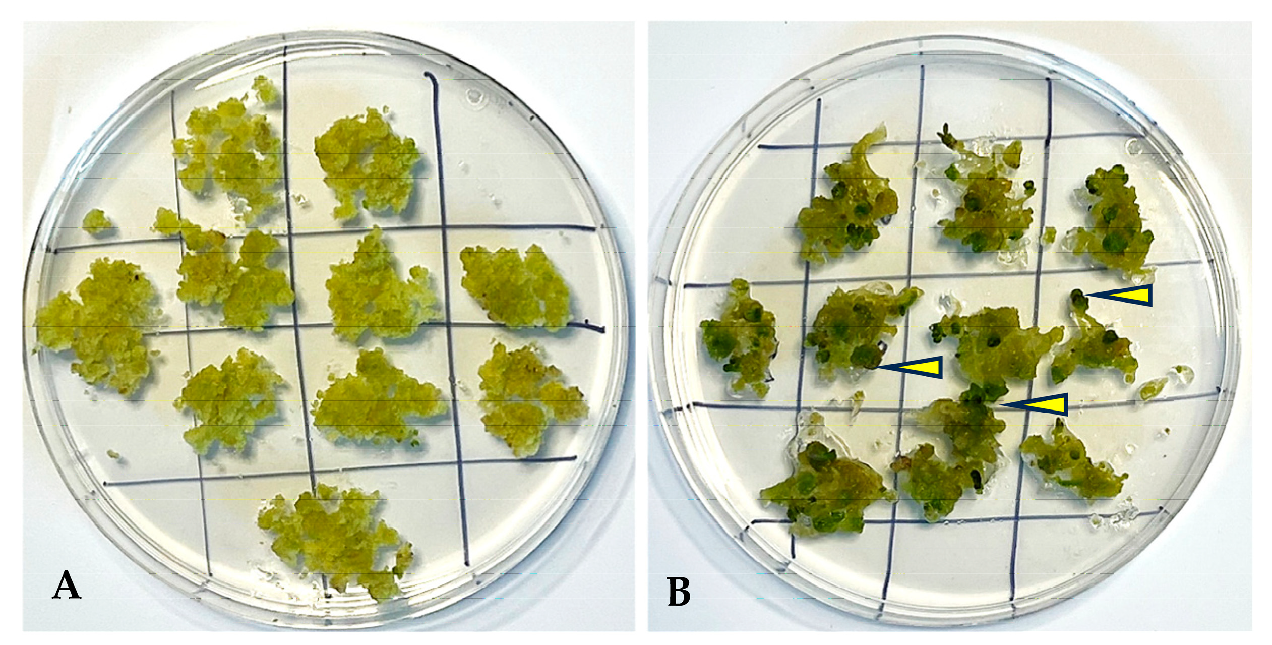 Plants 13 00151 g007