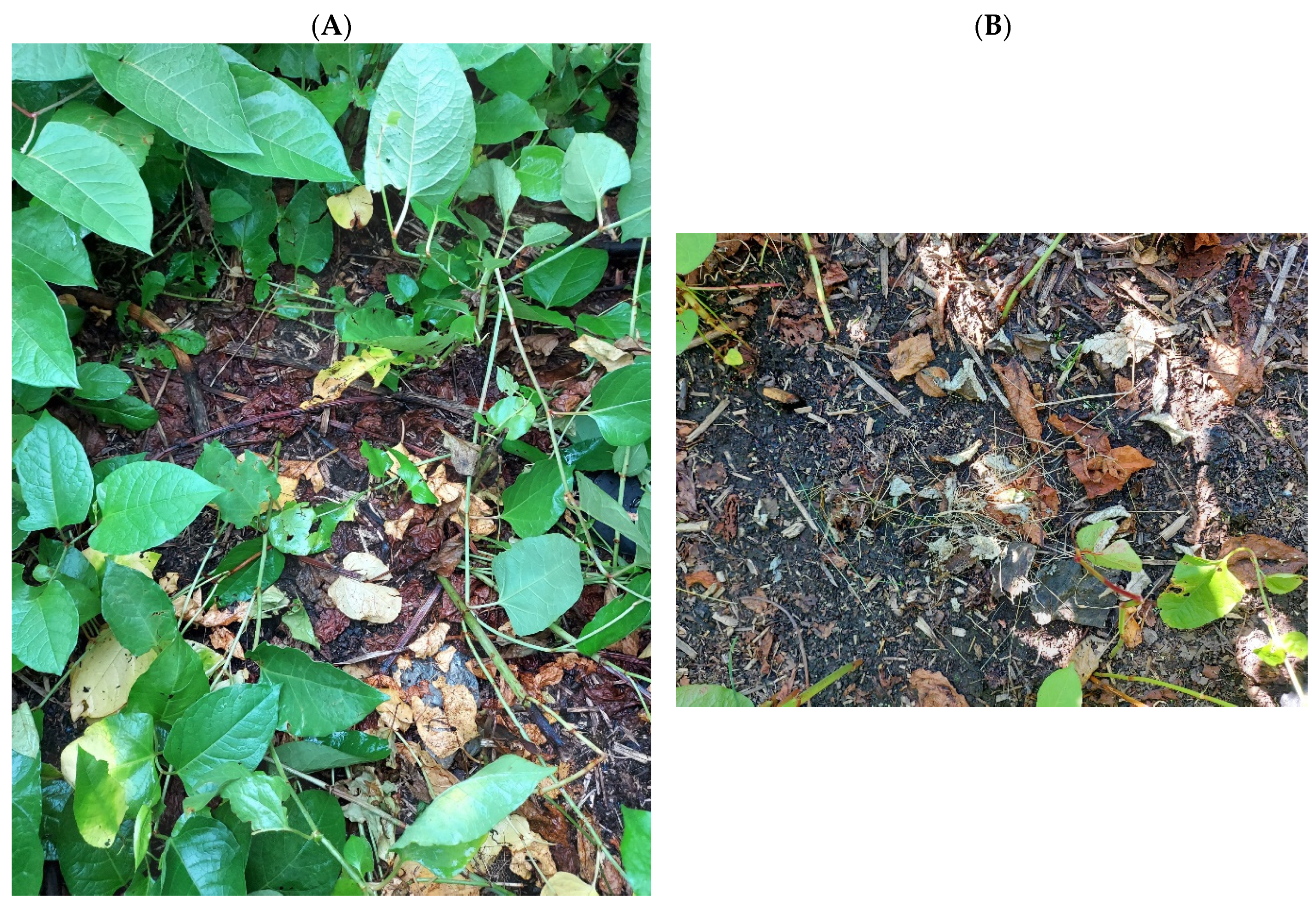 Plants 13 00152 g004