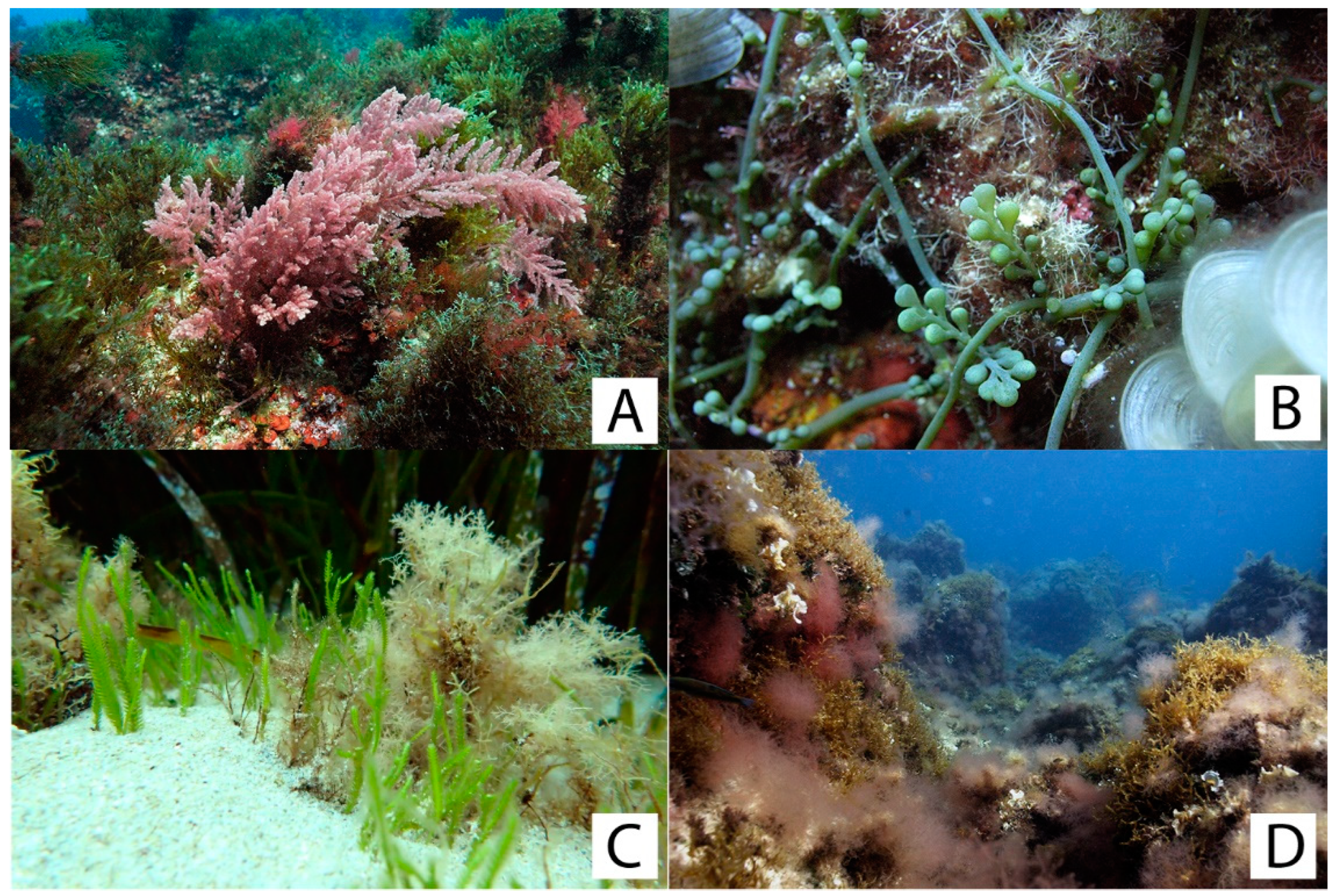 Plants 13 00162 g006