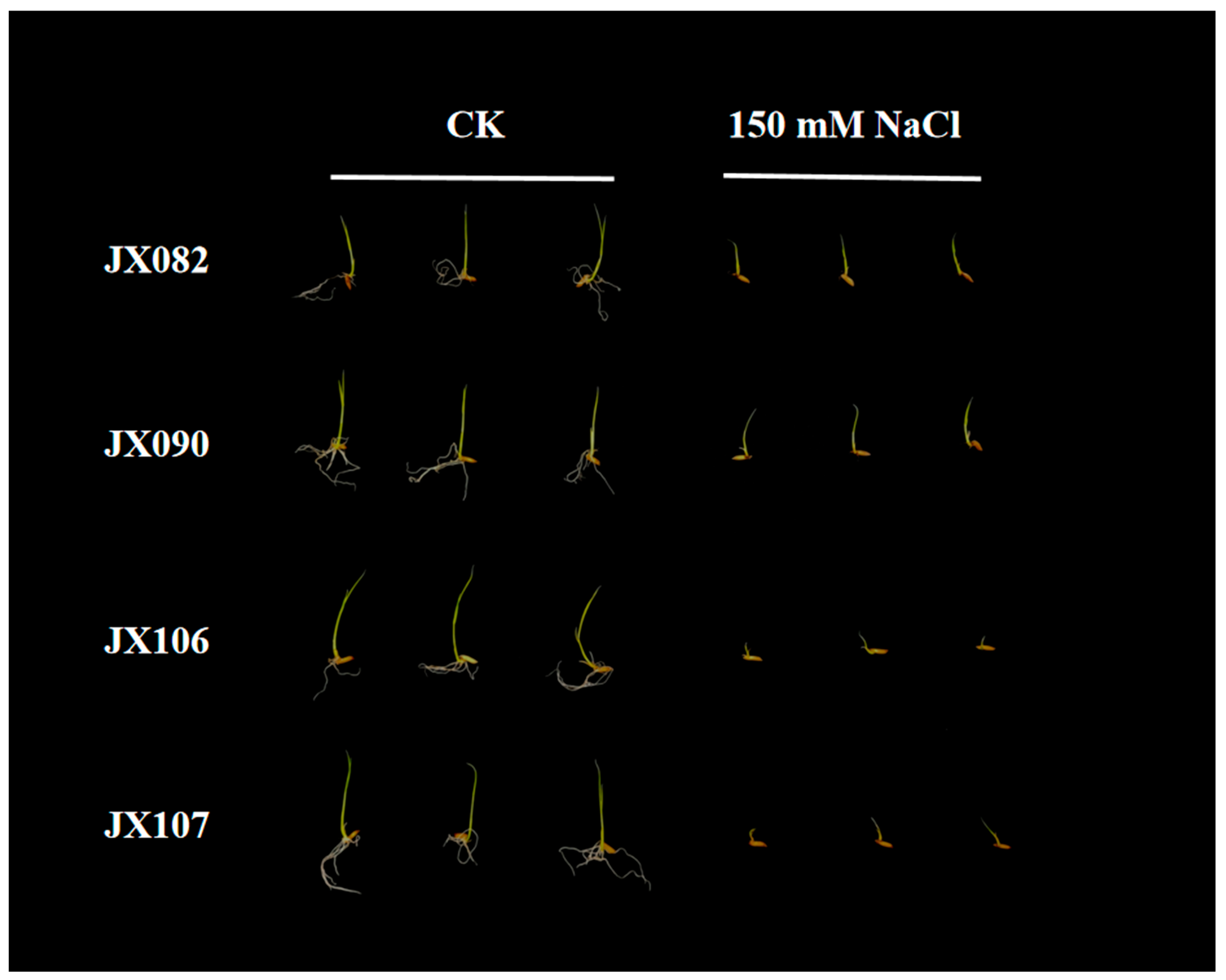 Plants 13 00174 g001 Plants 13 00174 g001