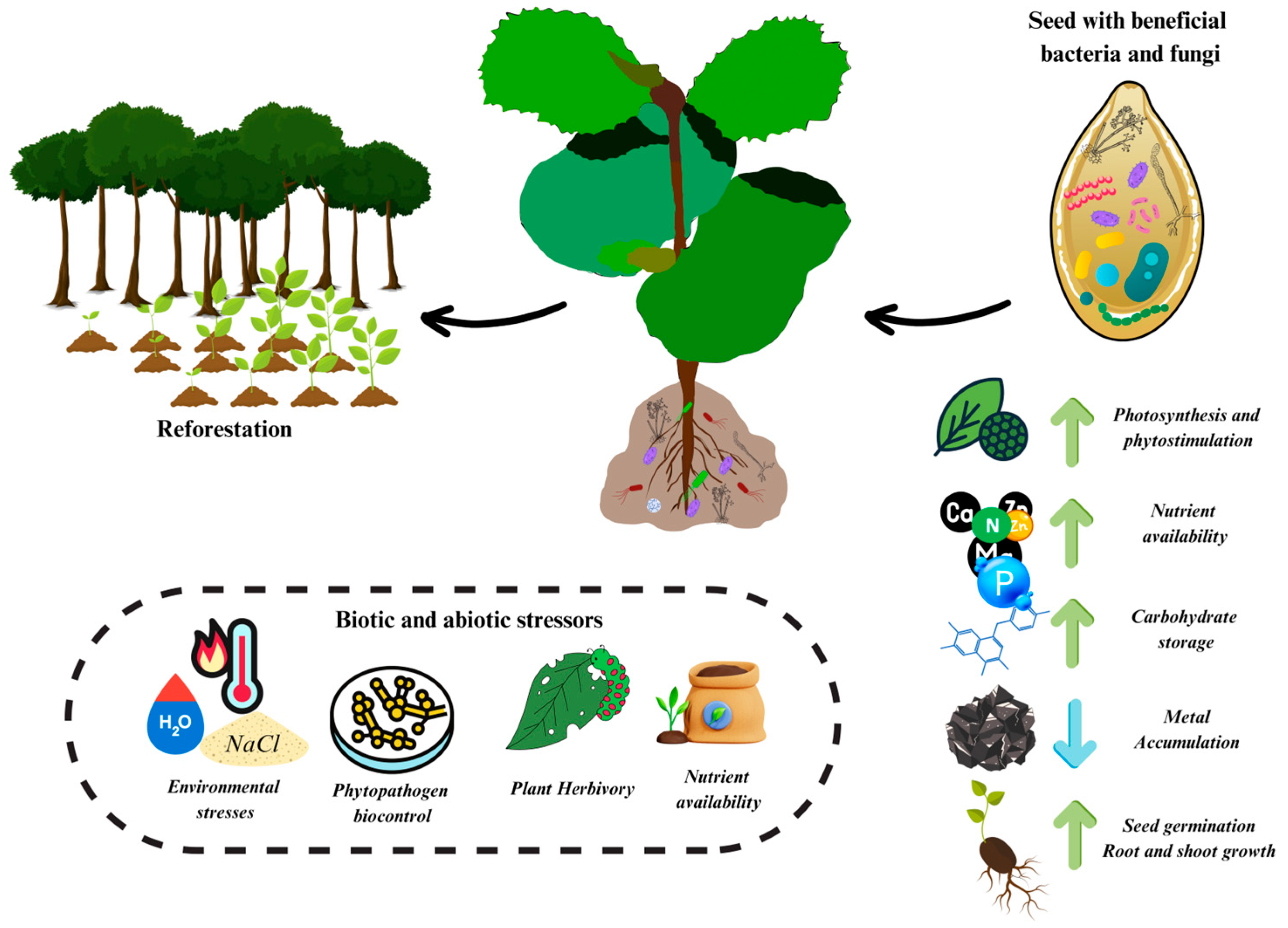 Plants 13 00175 g001