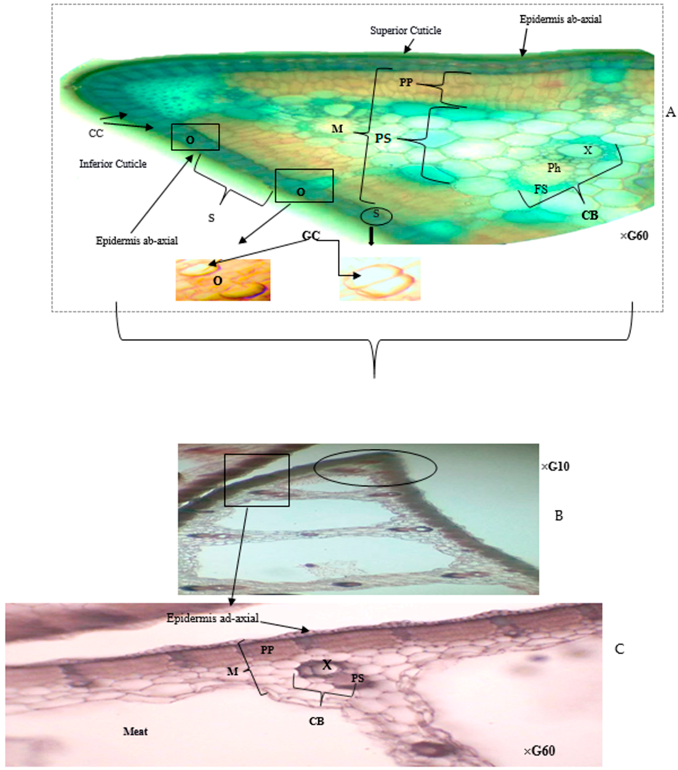 Plants 13 00176 g001