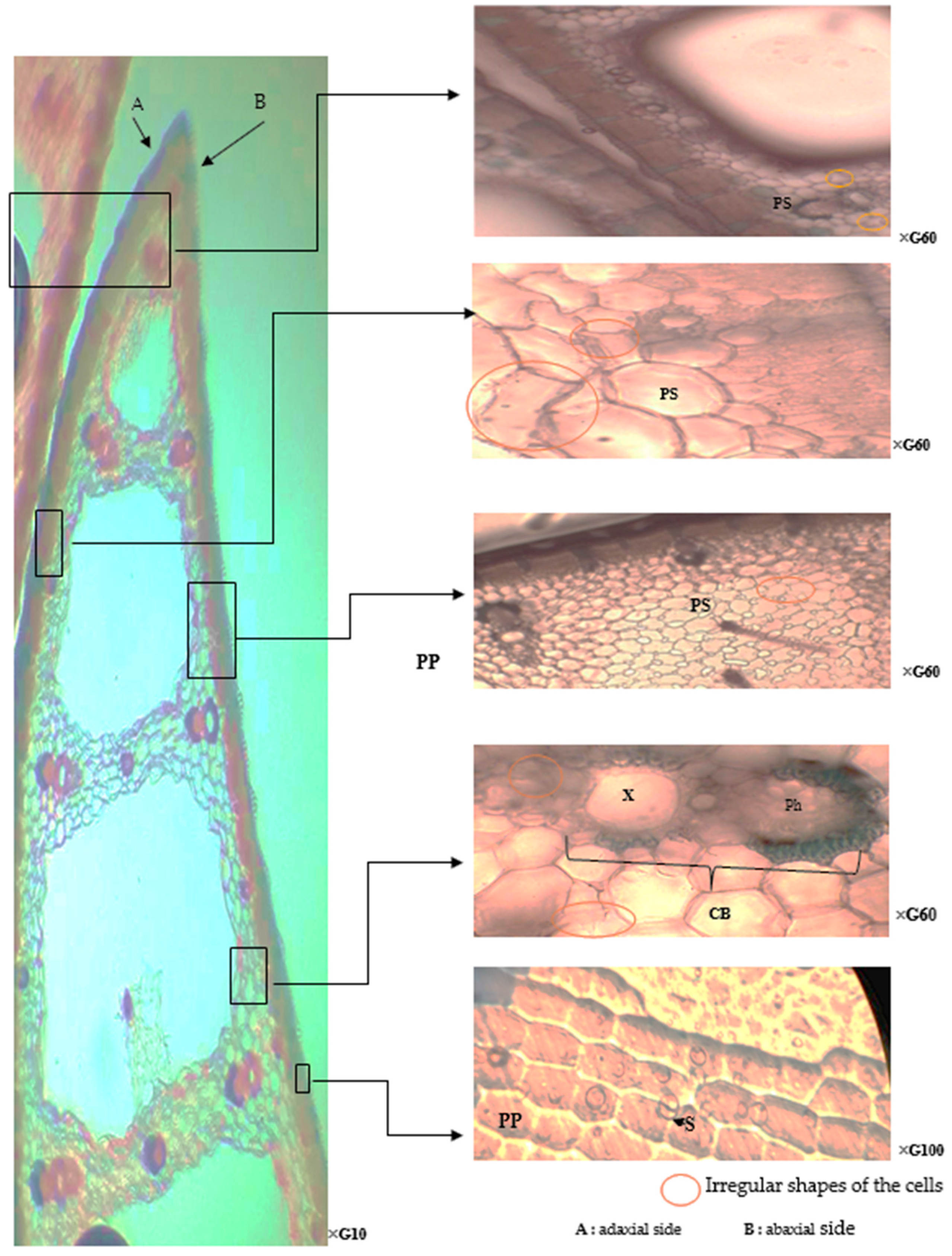 Plants 13 00176 g003