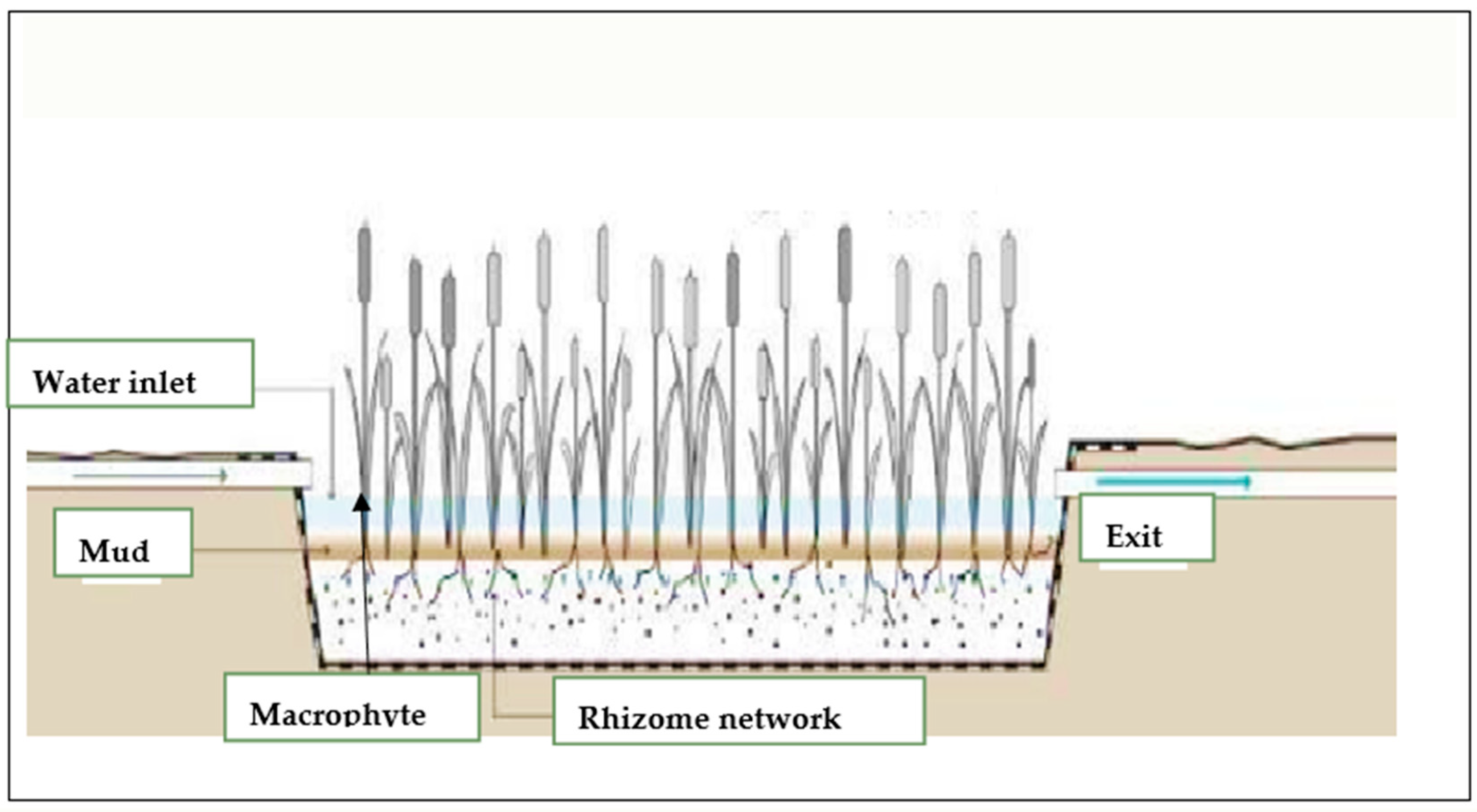 Plants 13 00176 g005