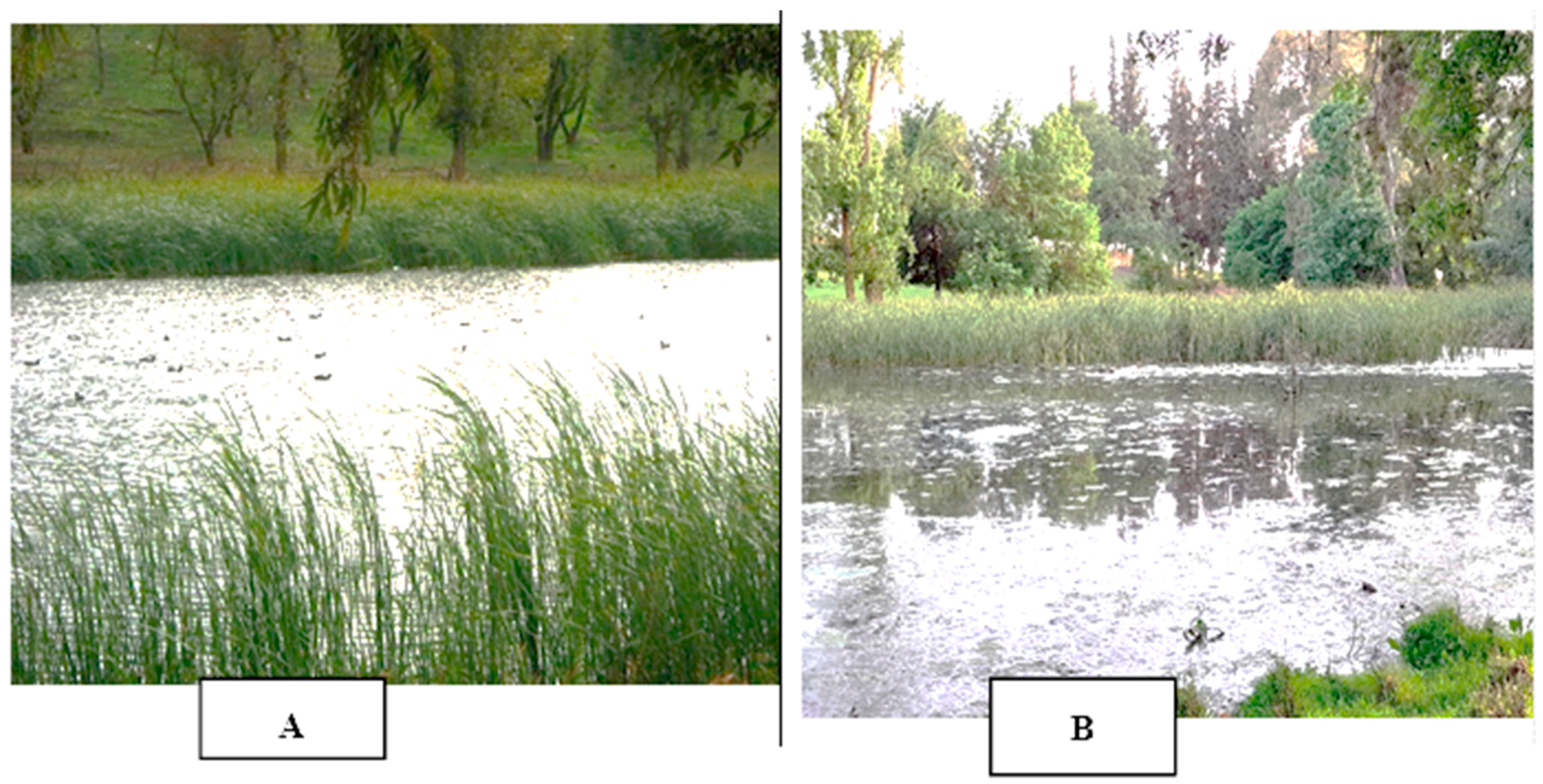 Plants 13 00176 g006