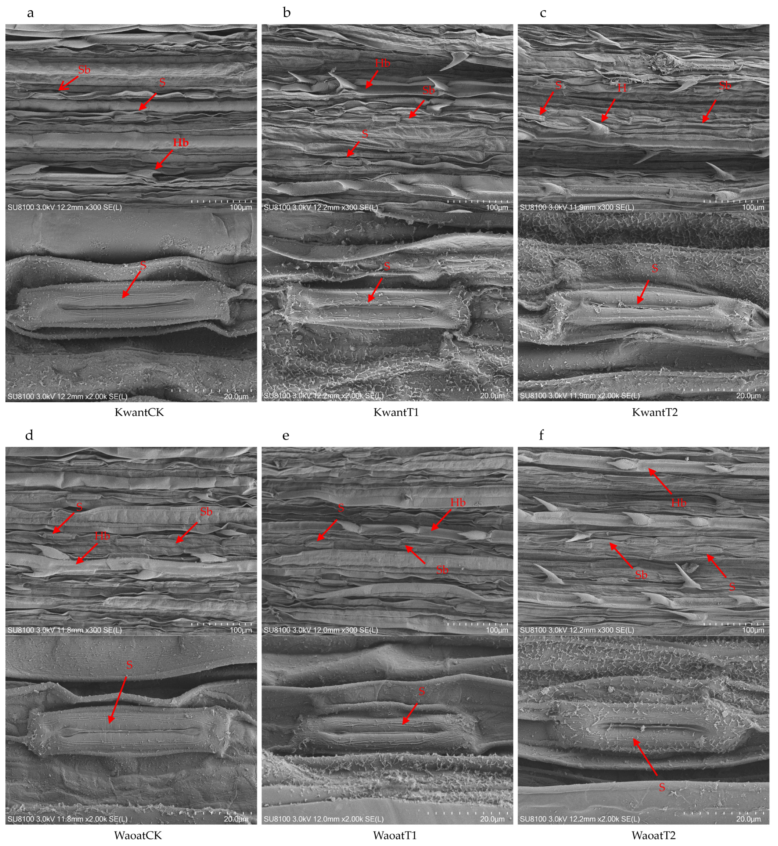 Plants 13 00177 g002