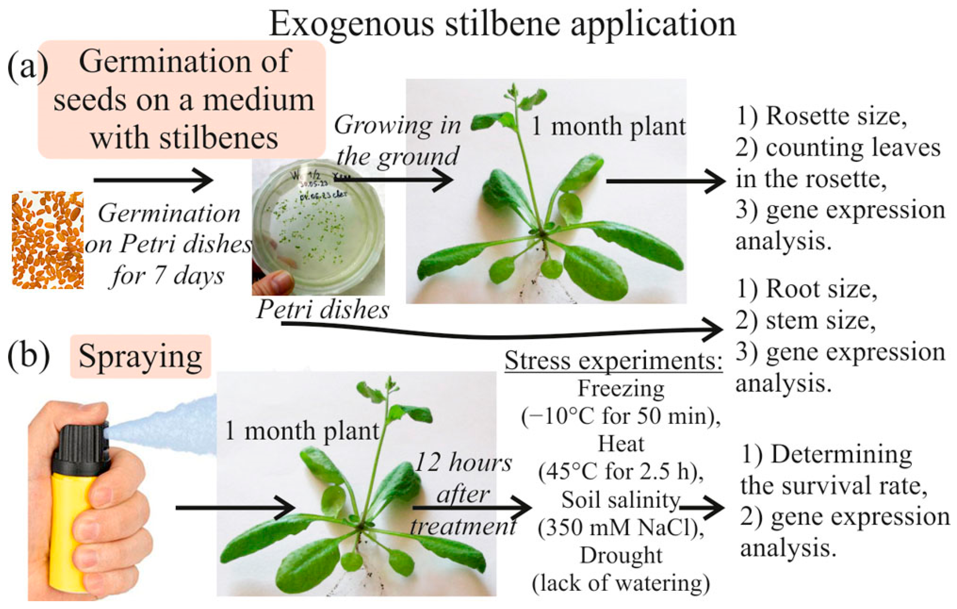 Plants 13 00184 g001