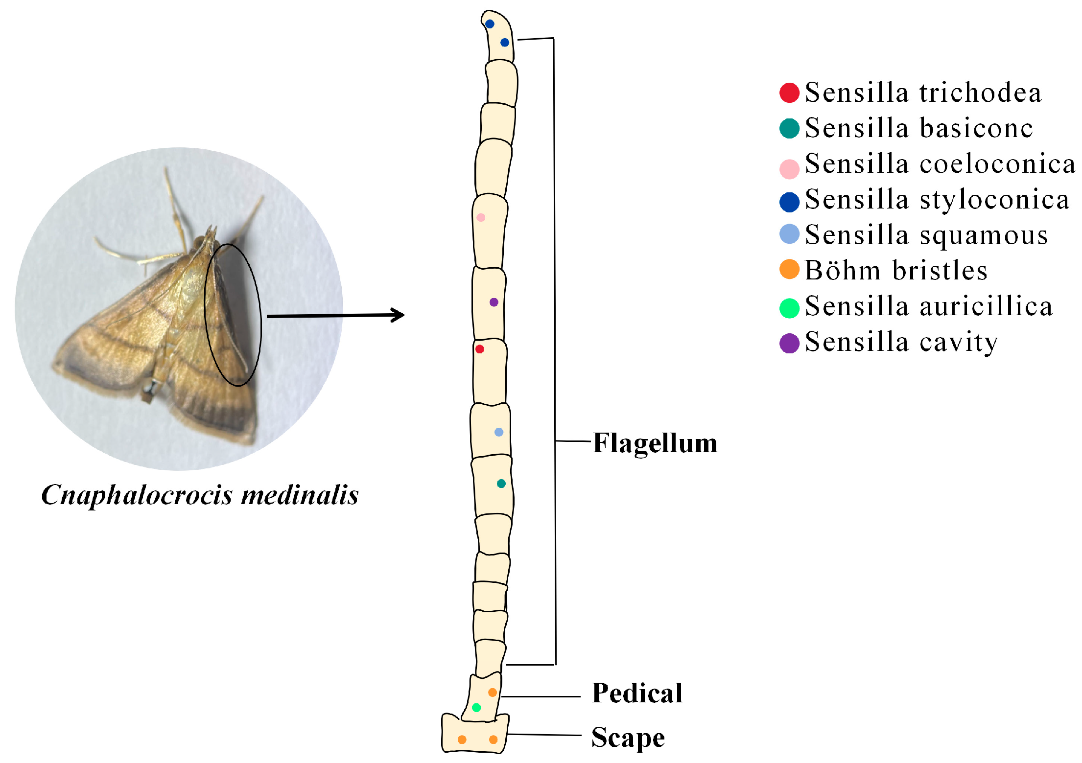 Plants 13 00185 g001