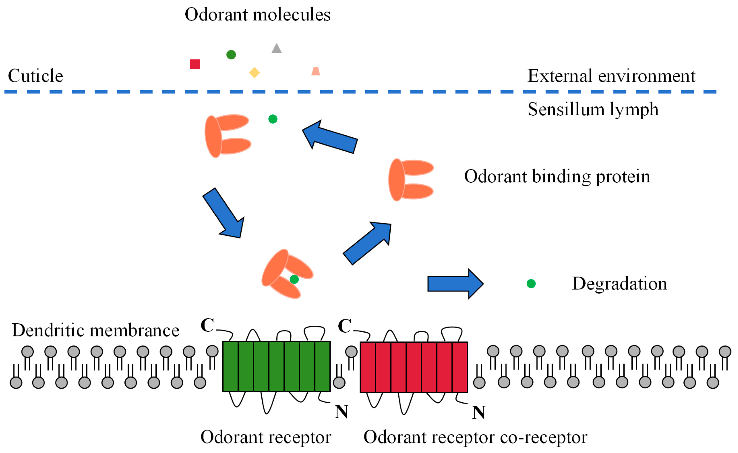 Plants 13 00185 g002
