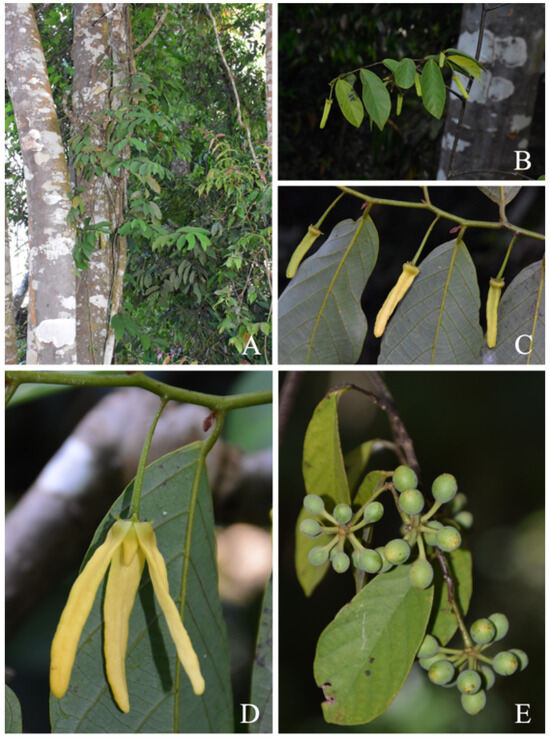 Plants 13 00189 g001