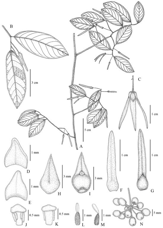 Plants 13 00189 g002