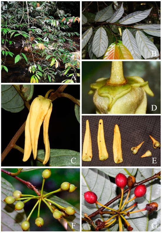 Plants 13 00189 g004