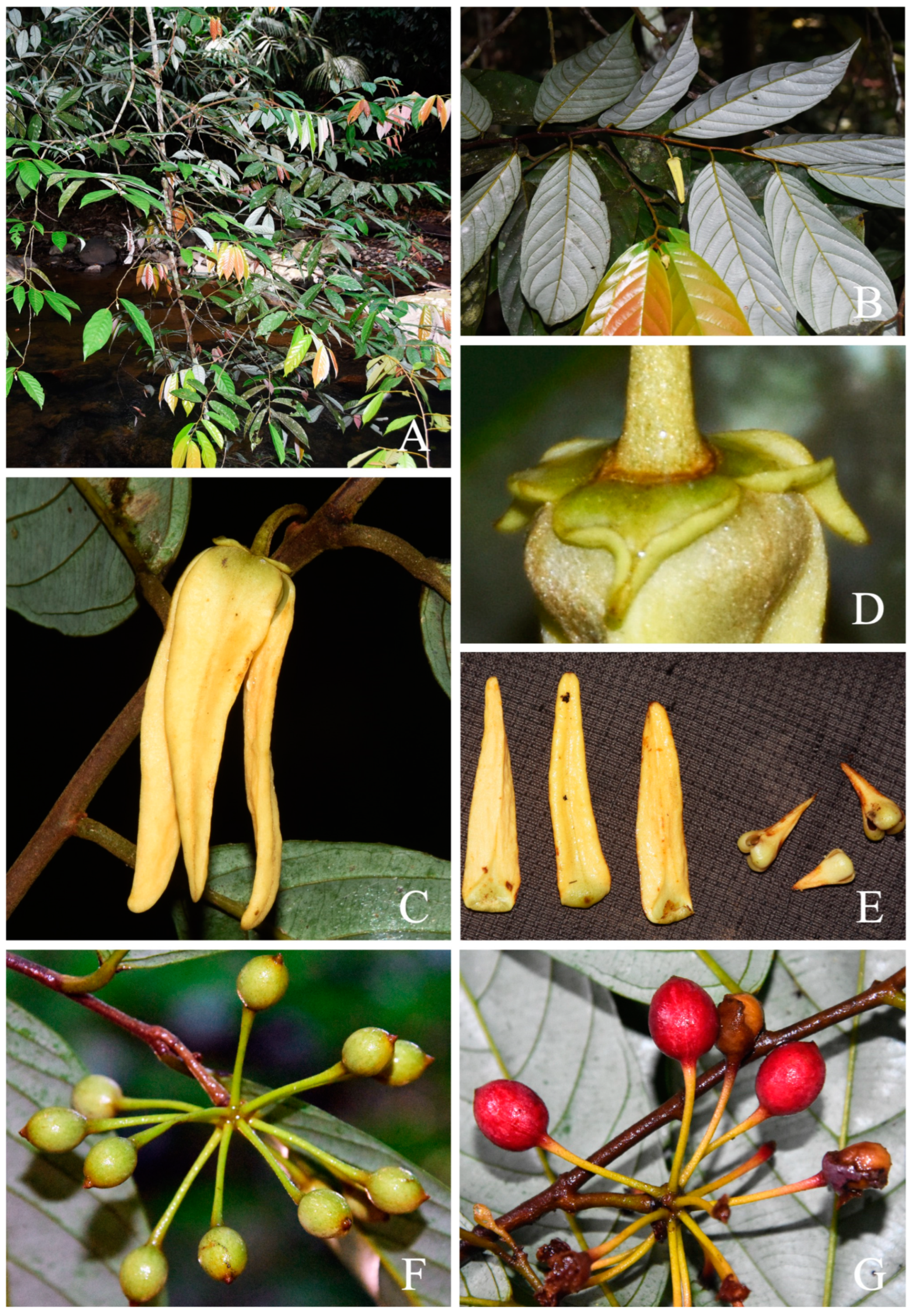 Plants 13 00189 g004 Plants 13 00189 g004