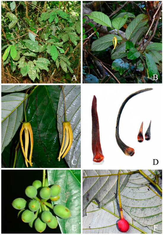 Plants 13 00189 g005