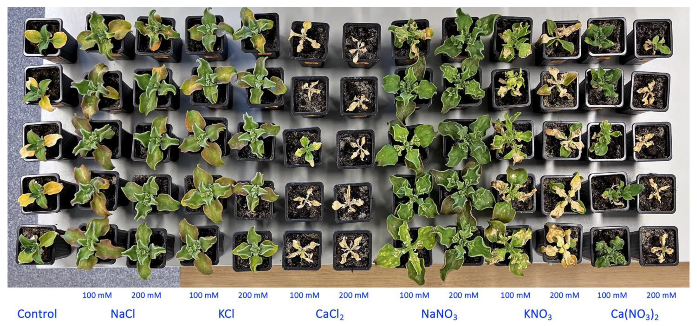 Plants 13 00190 g002