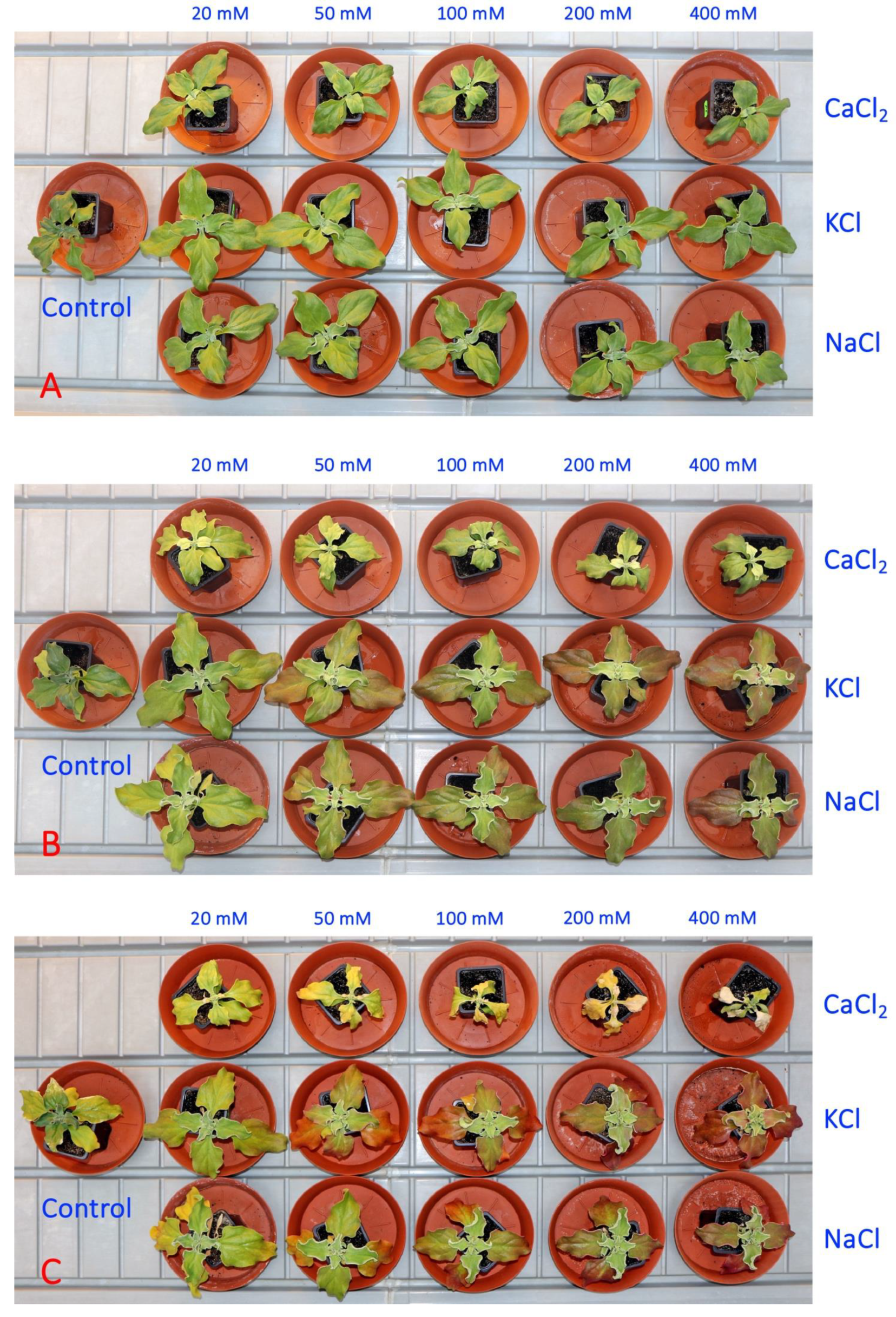 Plants 13 00190 g005