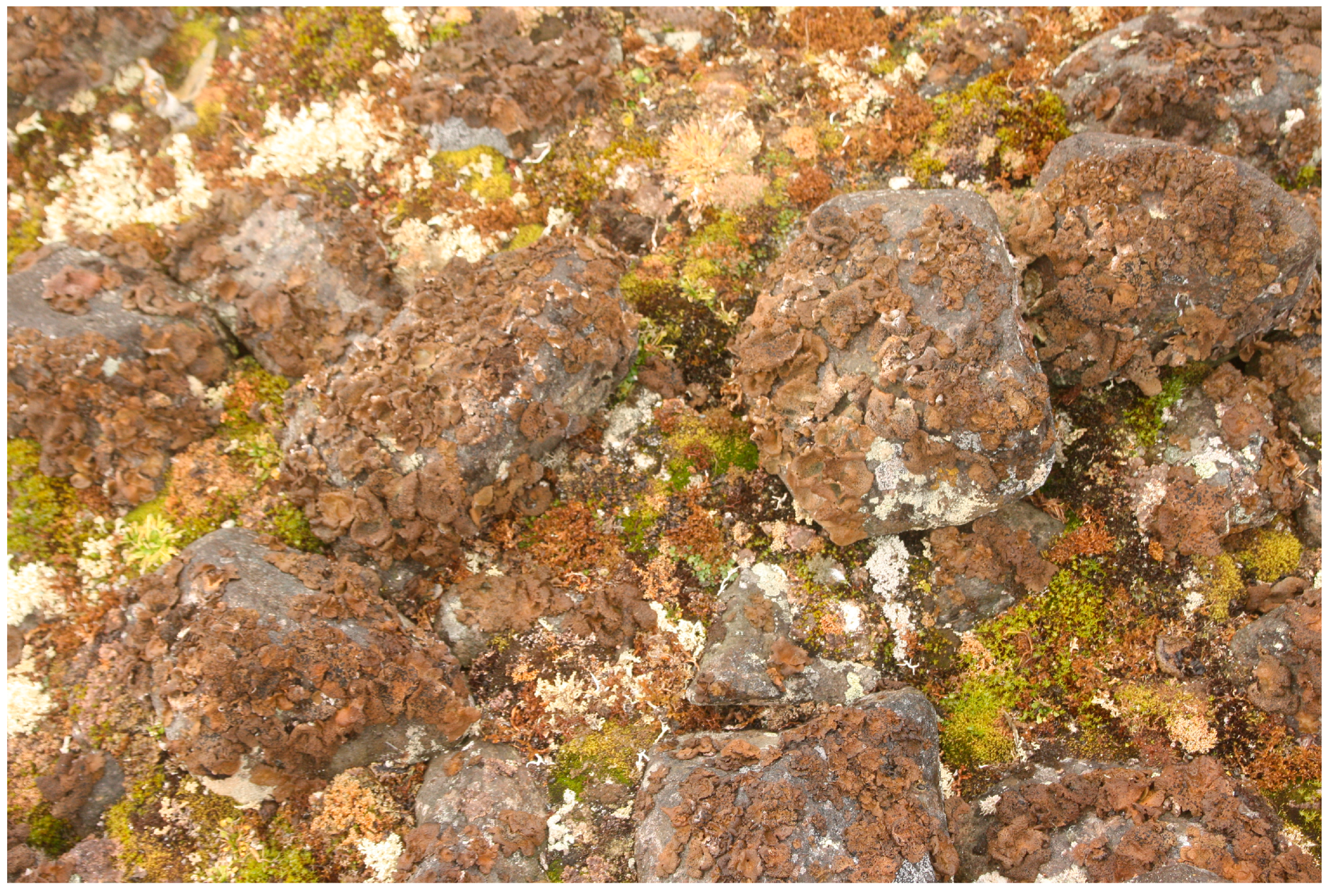 Plants 13 00193 g006