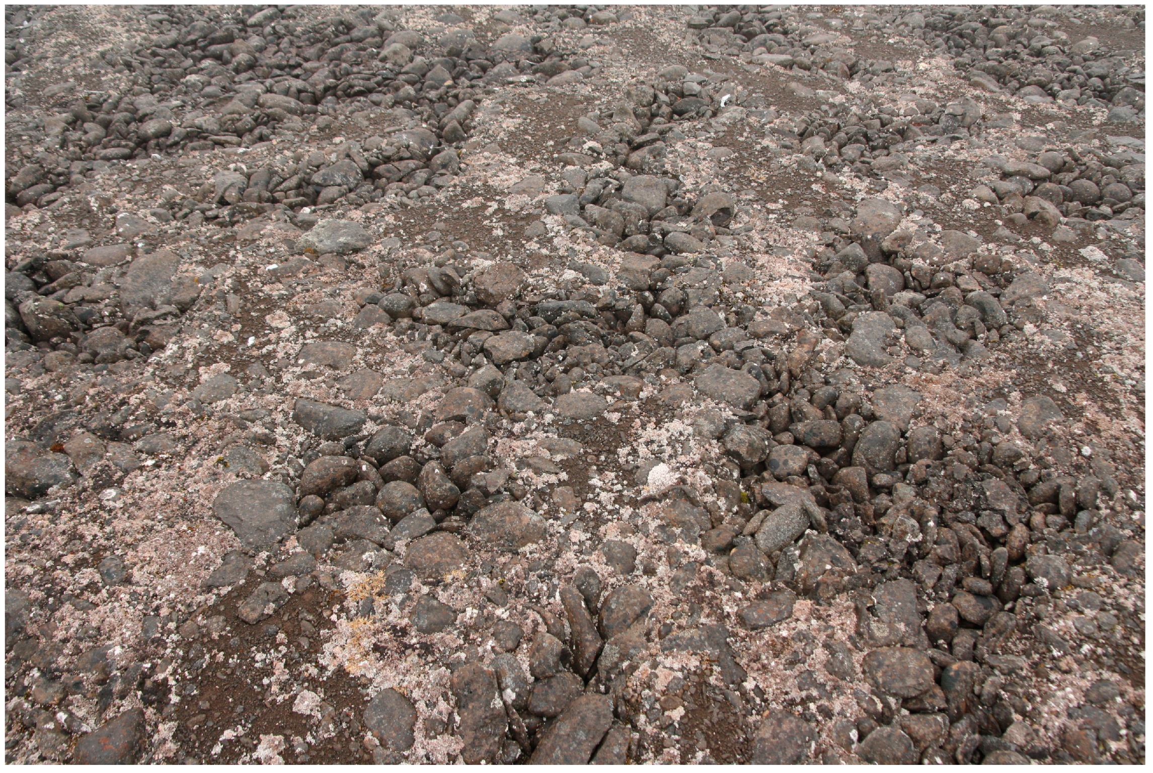 Plants 13 00193 g008