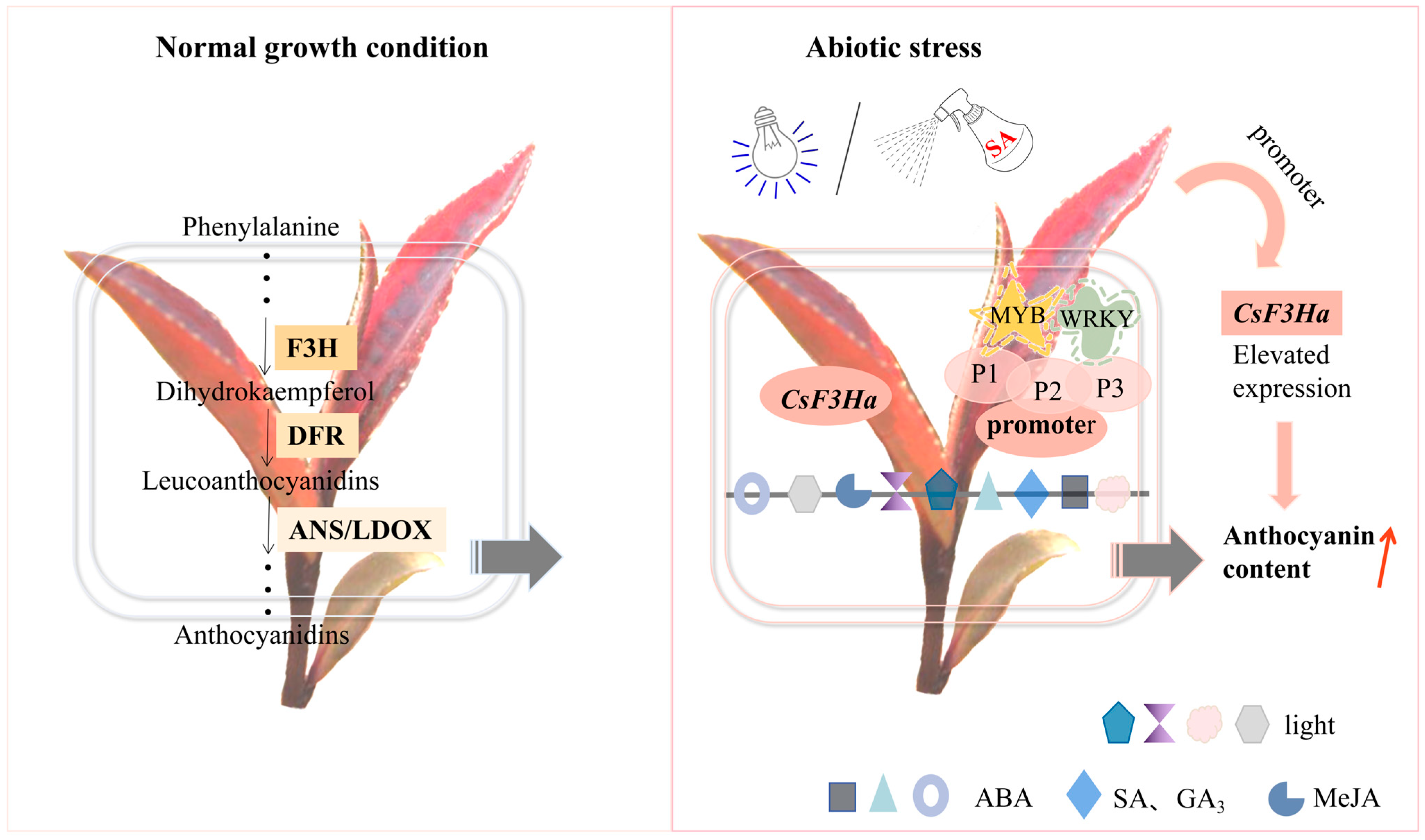Plants 13 00196 g008