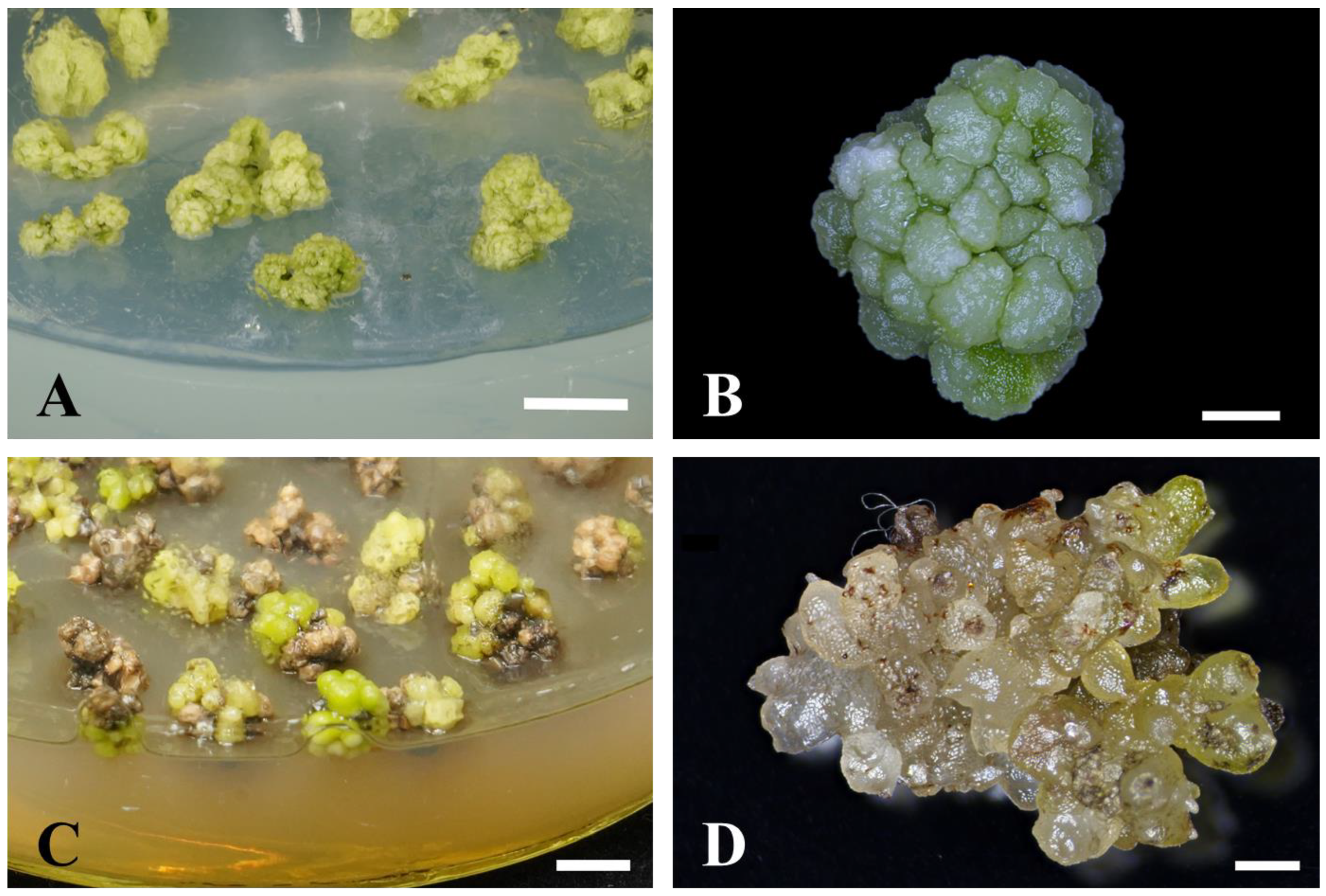 Plants 13 00197 g001