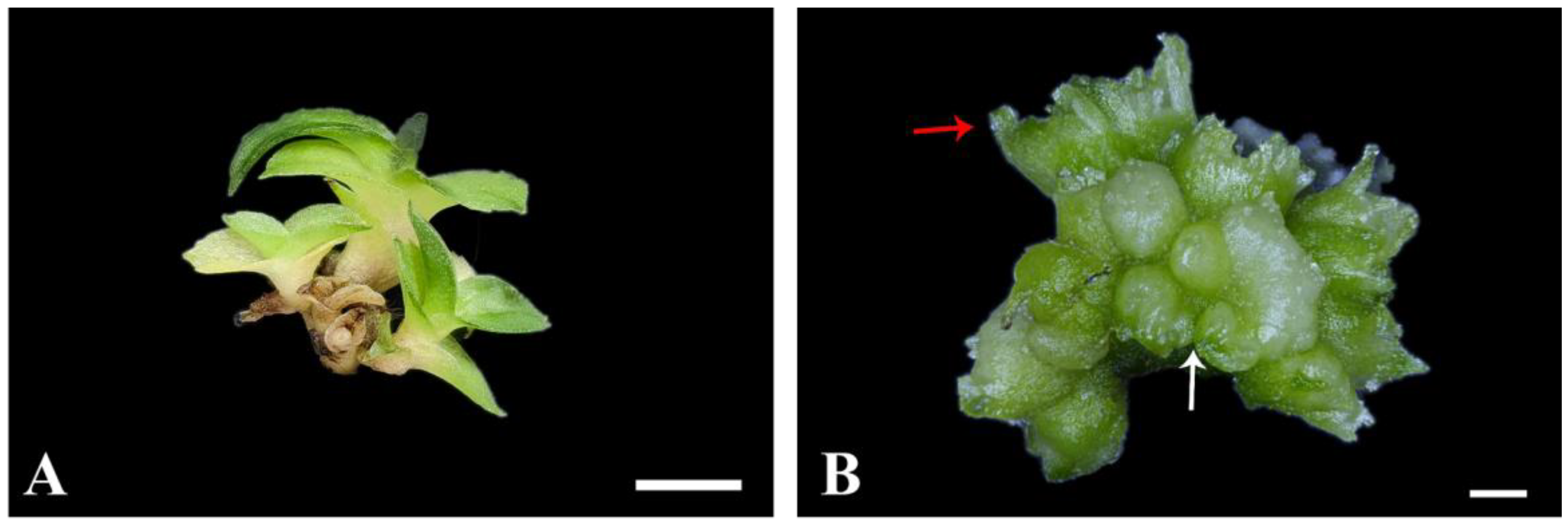 Plants 13 00197 g002