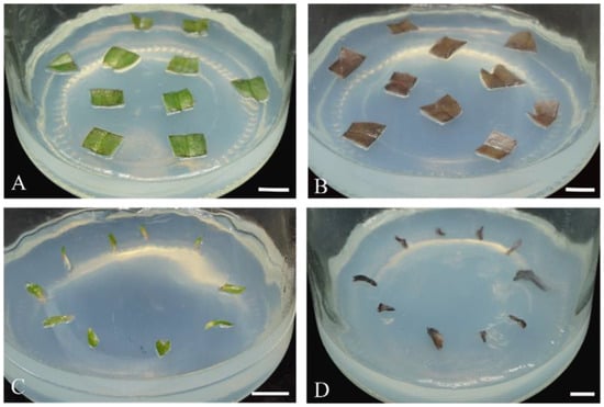 Plants 13 00197 g004