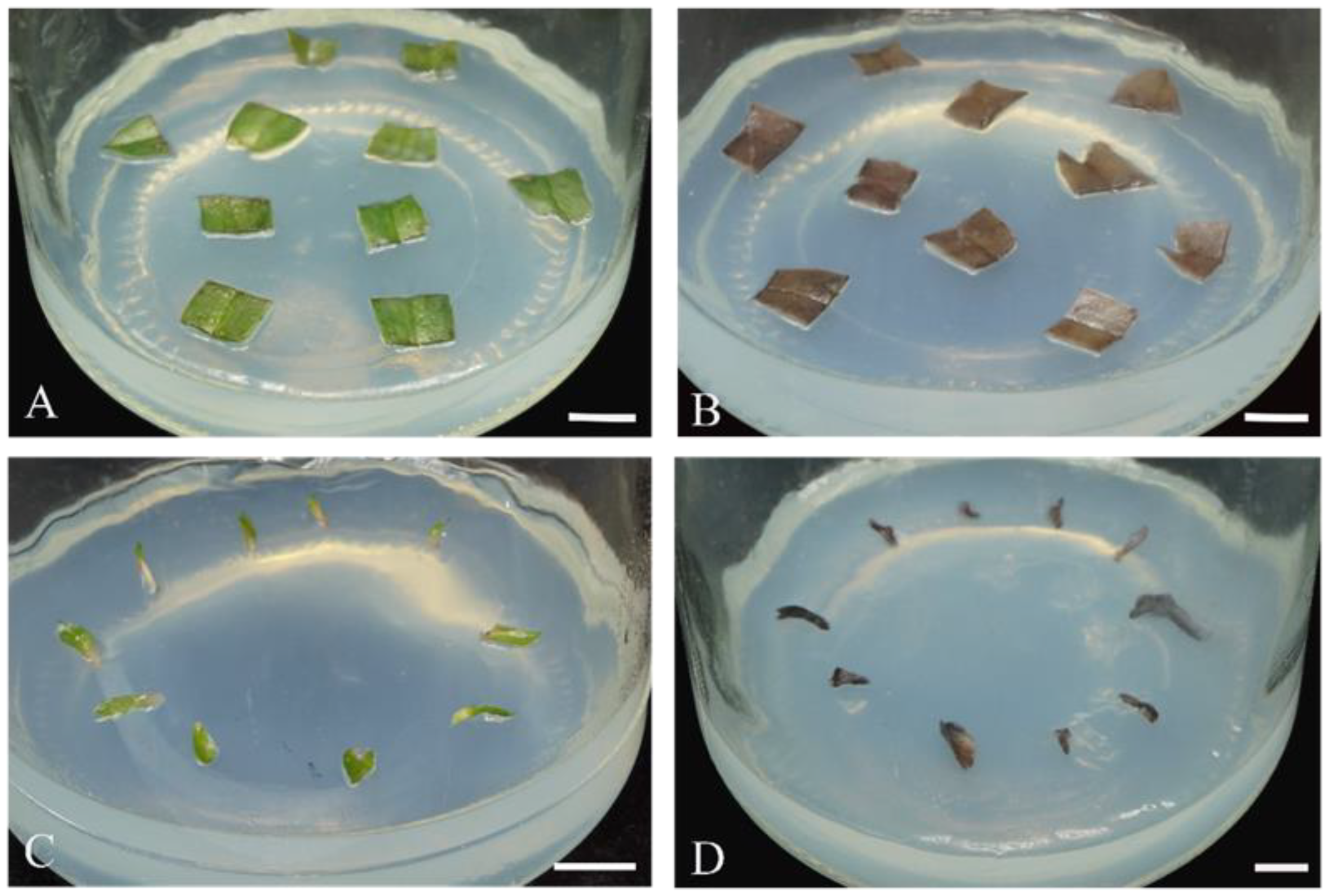 Plants 13 00197 g004