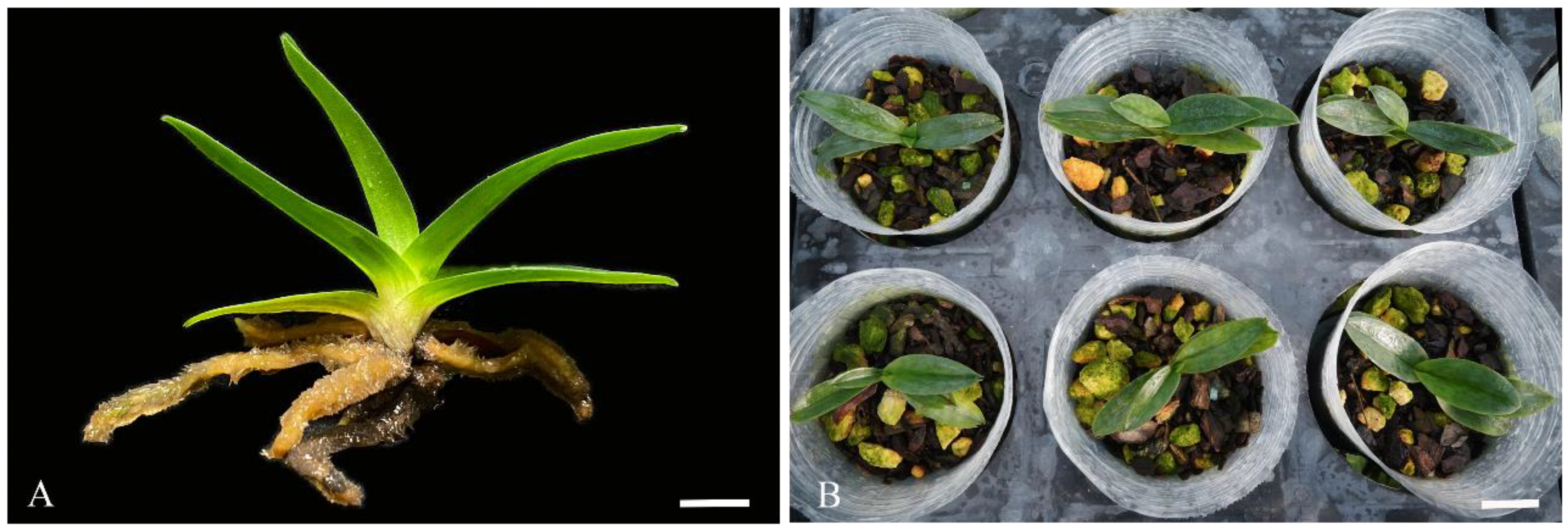 Plants 13 00197 g005