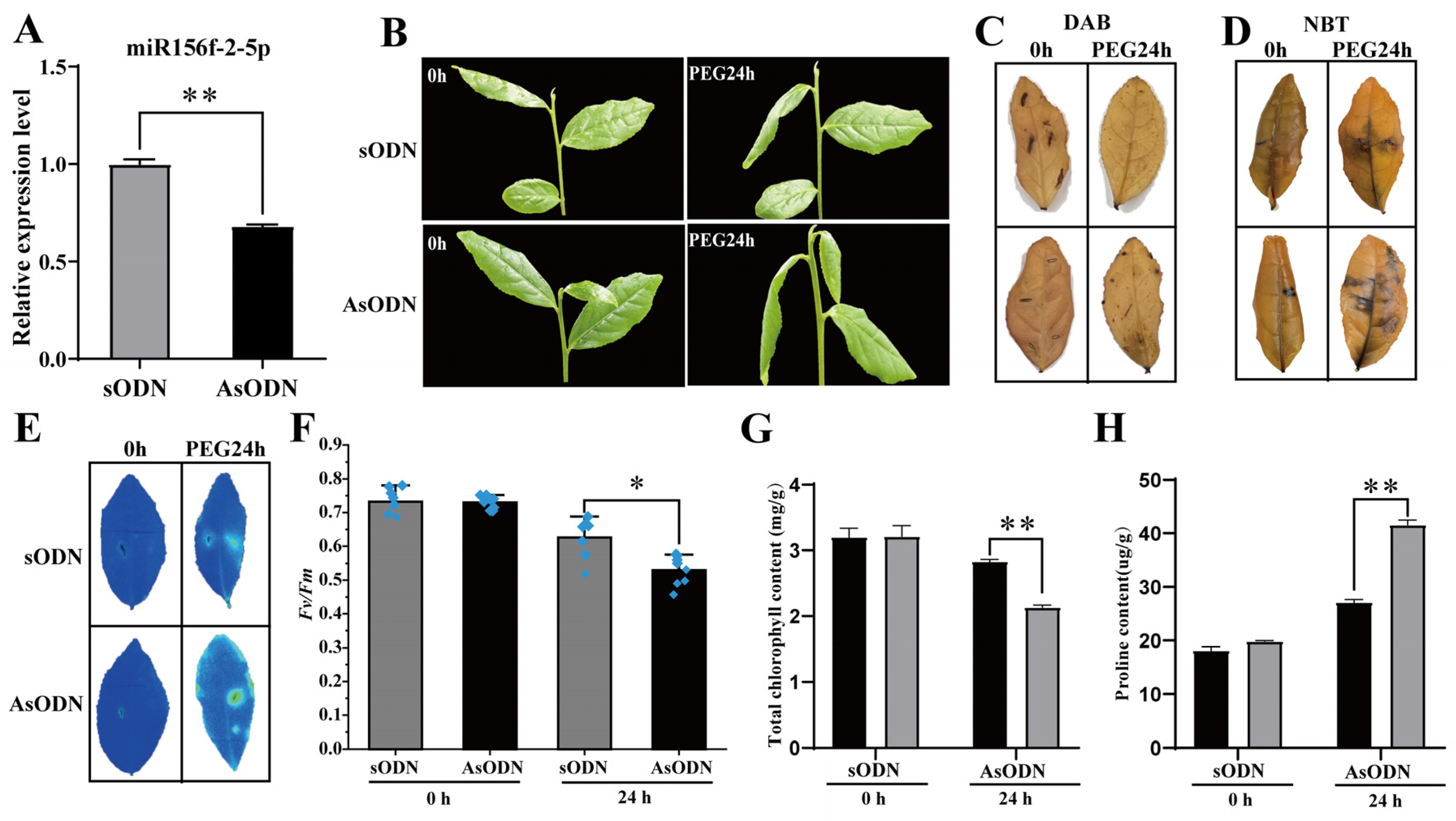 Plants 13 00201 g006