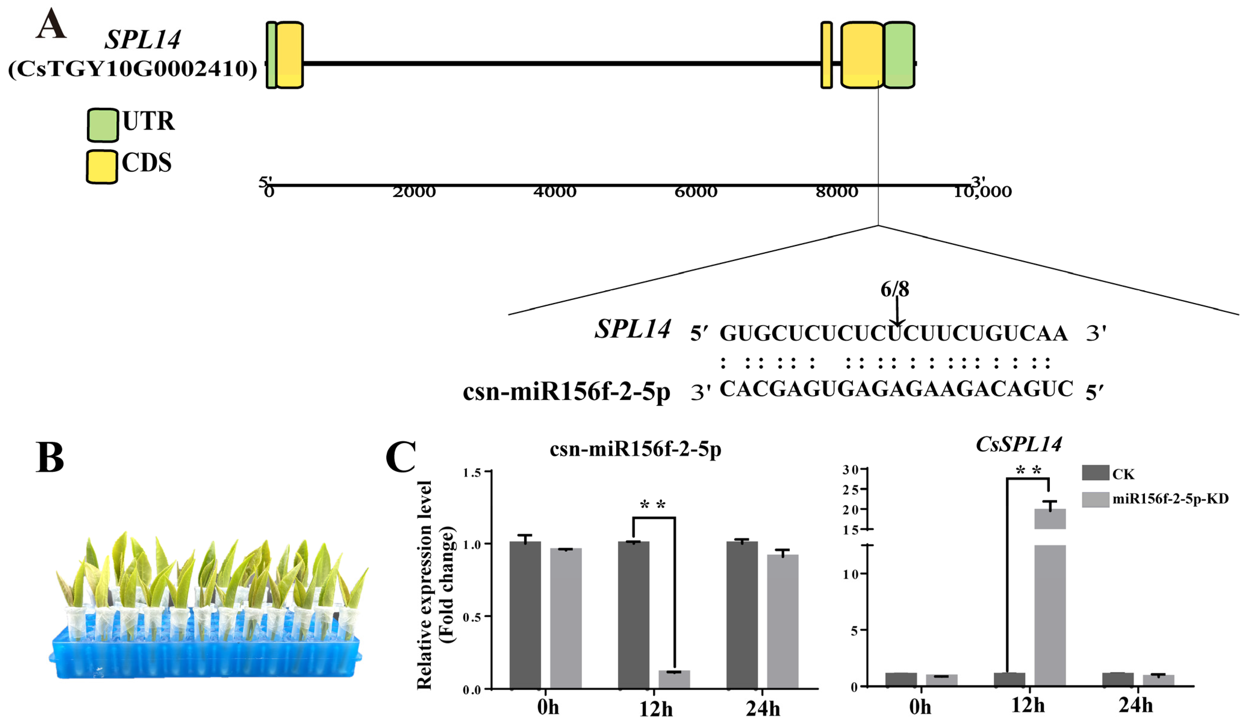 Plants 13 00201 g008