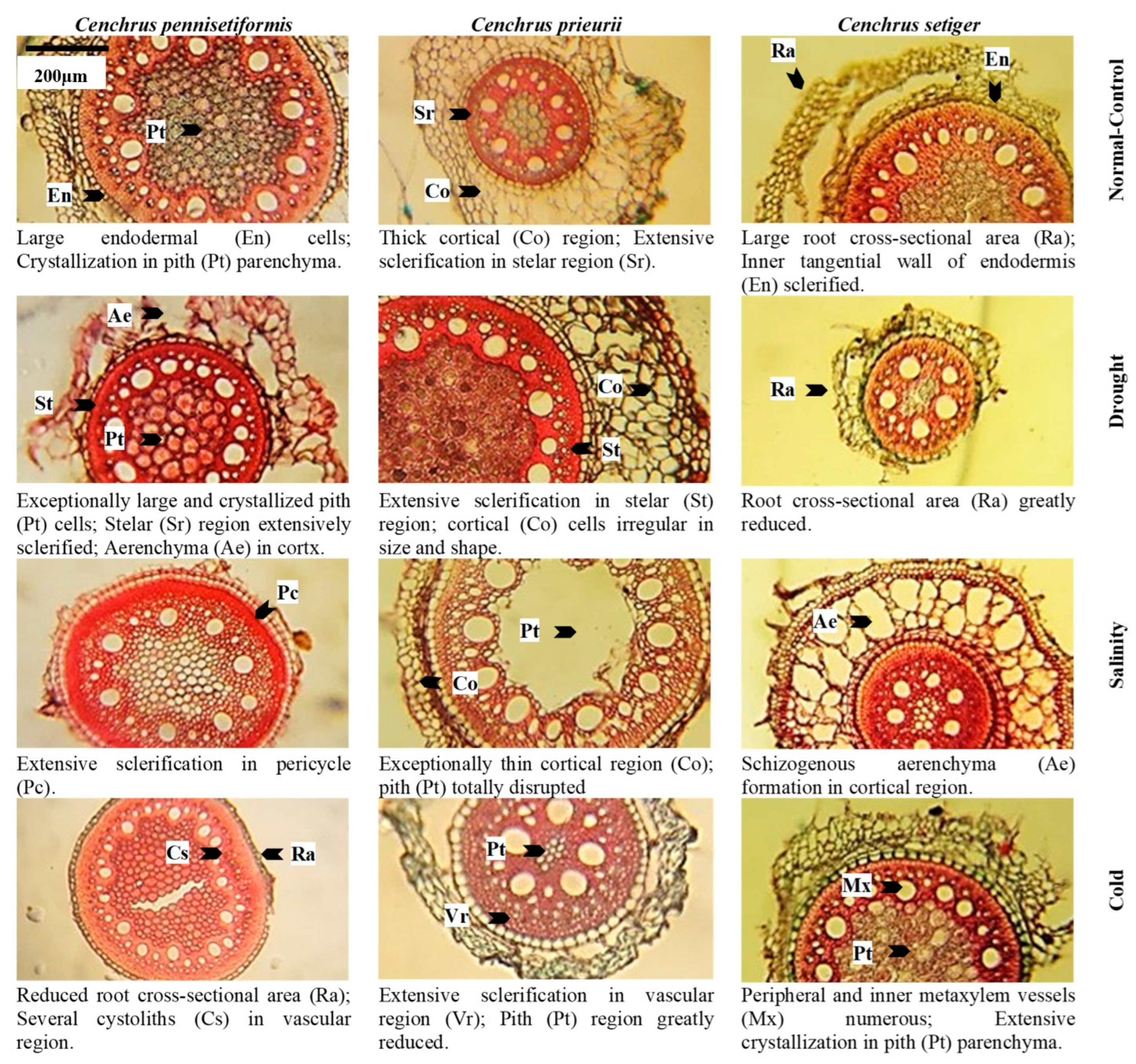 Plants 13 00203 g004