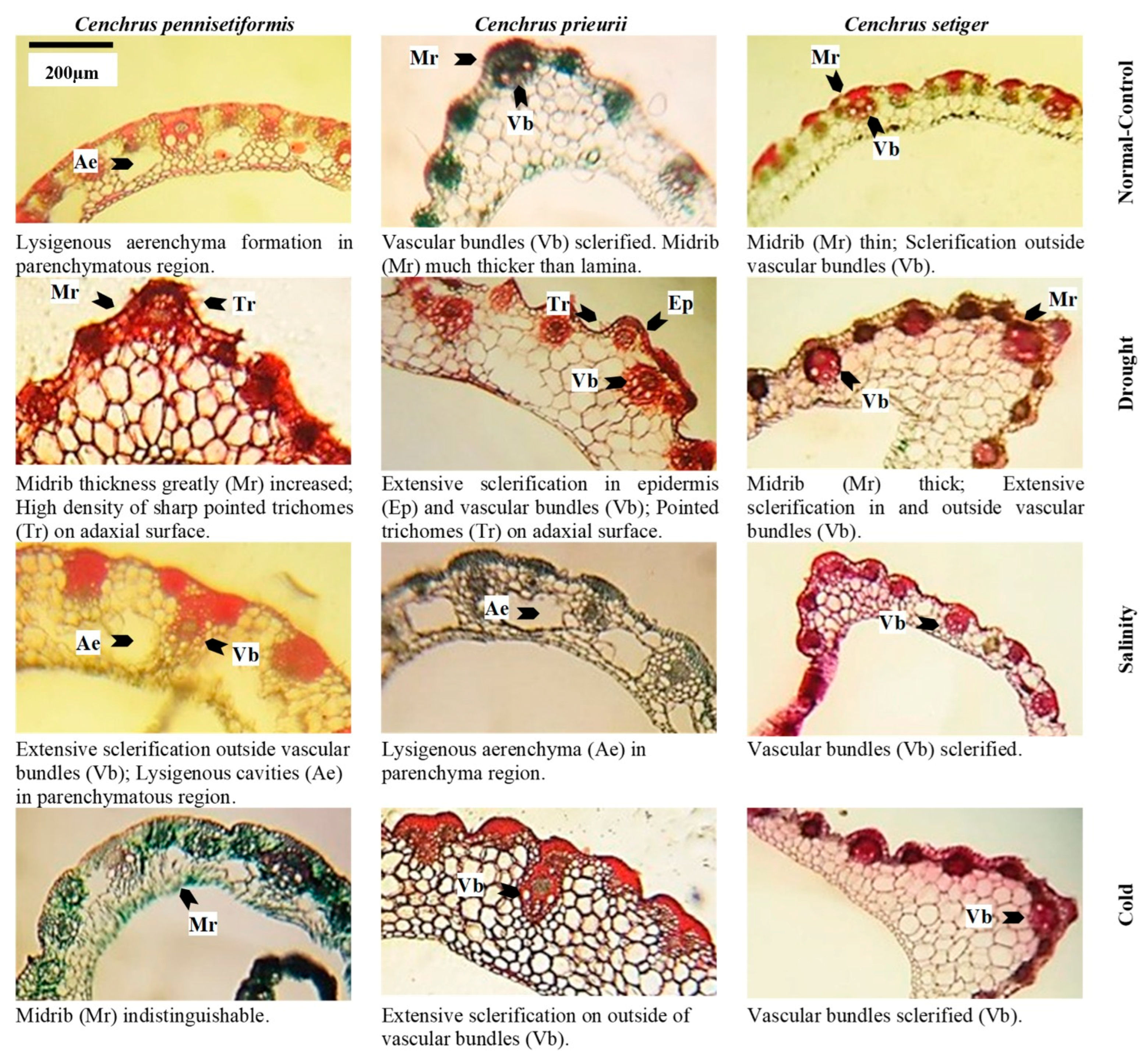 Plants 13 00203 g006