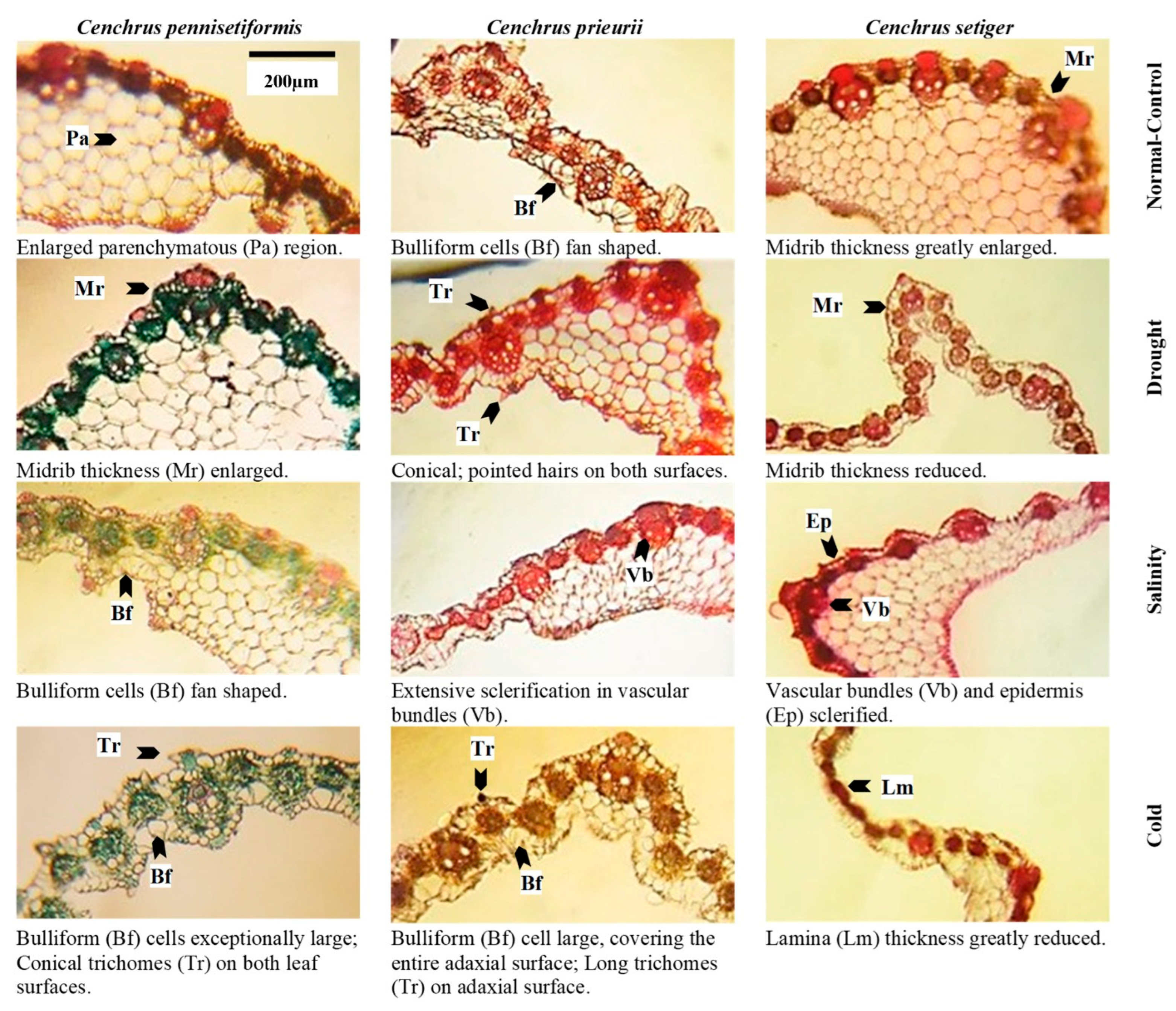 Plants 13 00203 g007