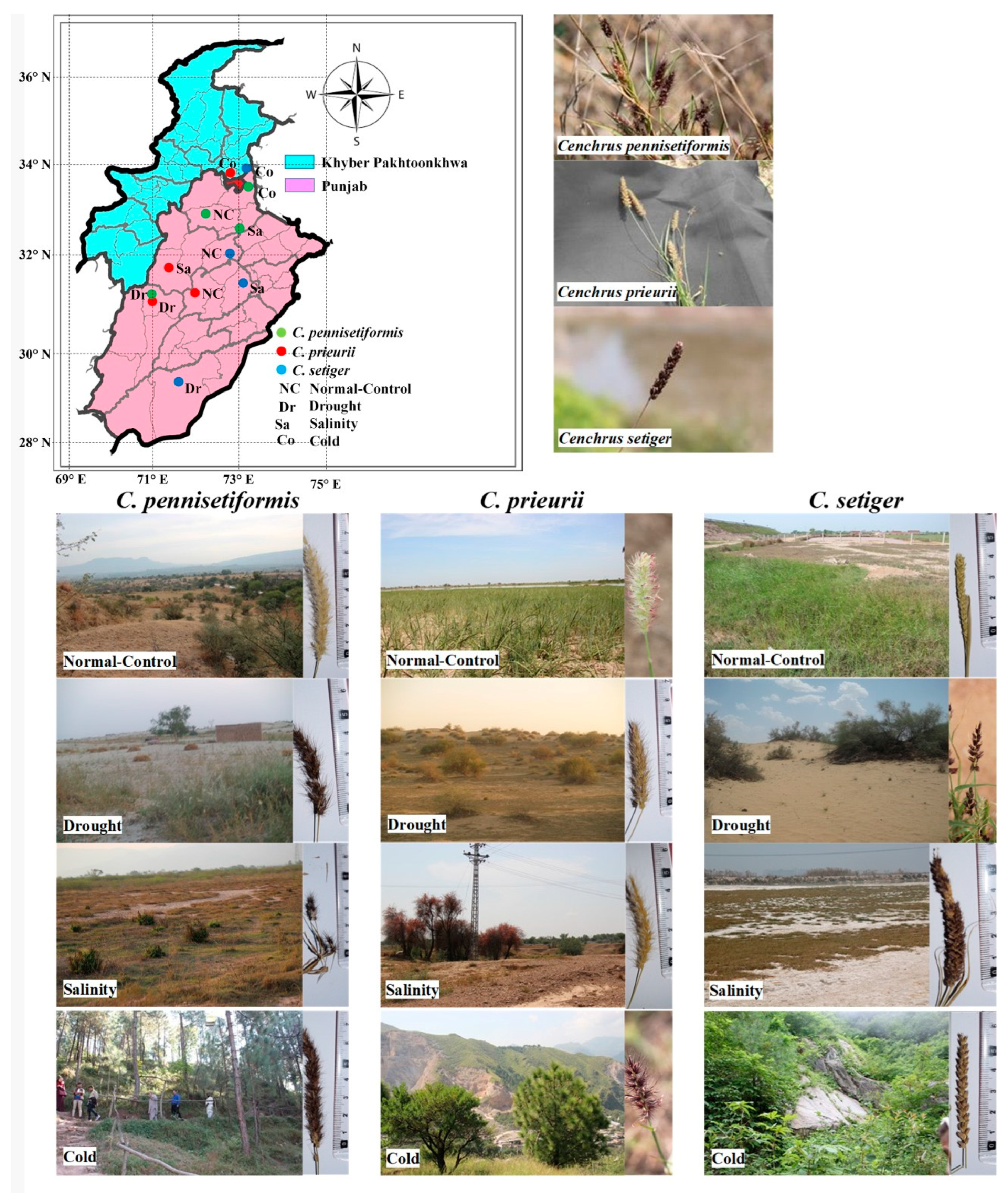 Plants 13 00203 g012