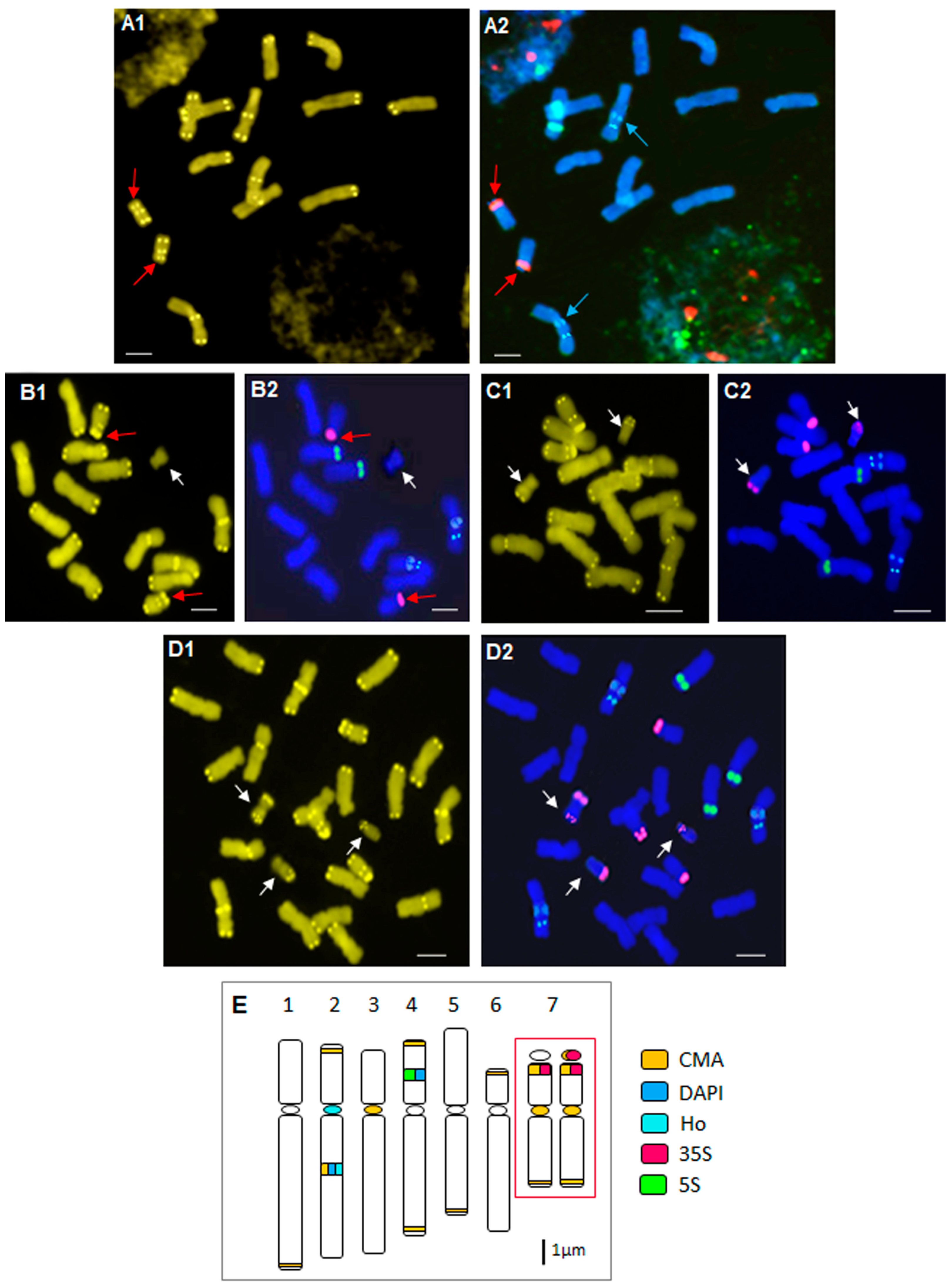 Plants 13 00208 g001