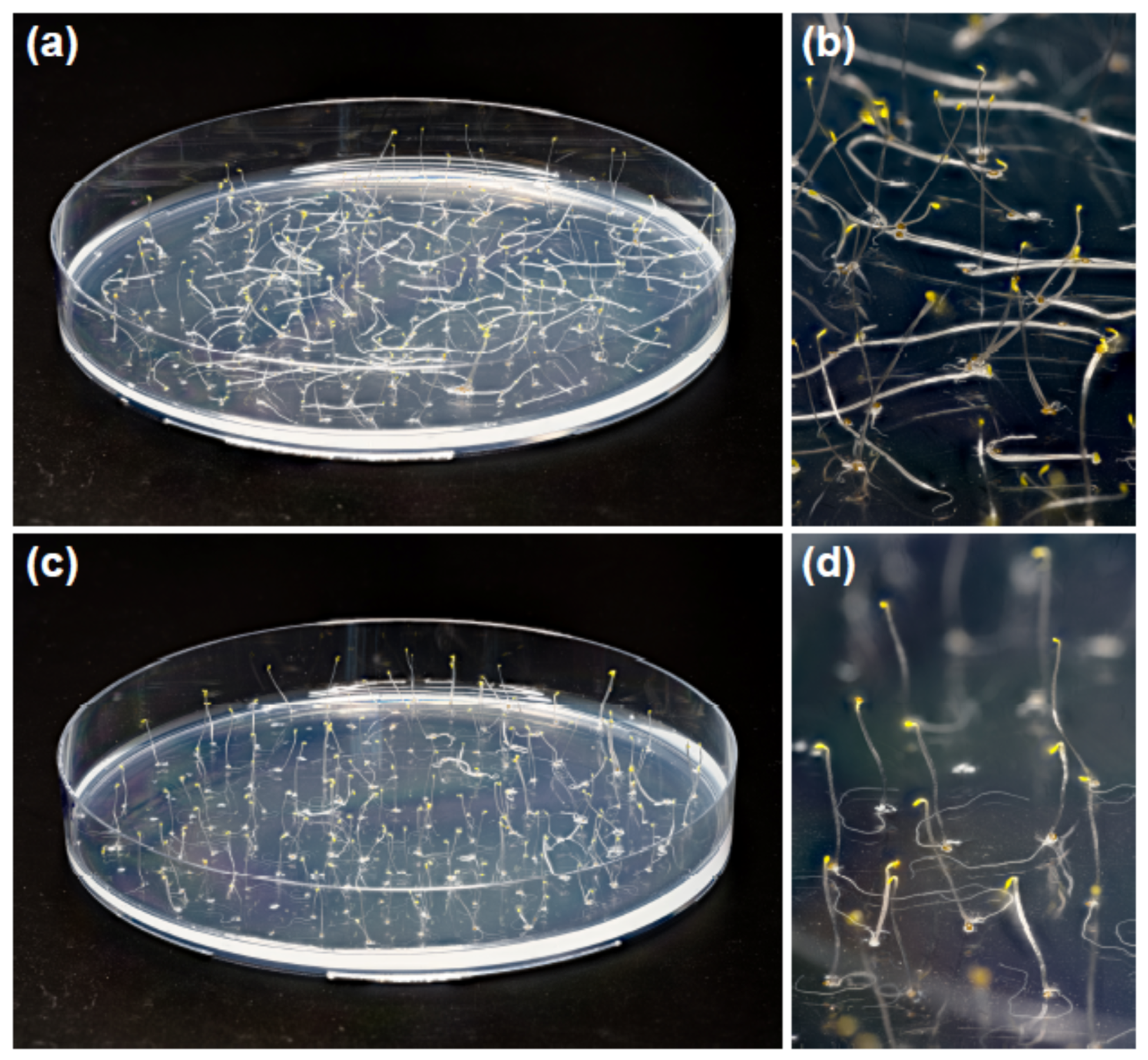 Plants 13 00209 g001