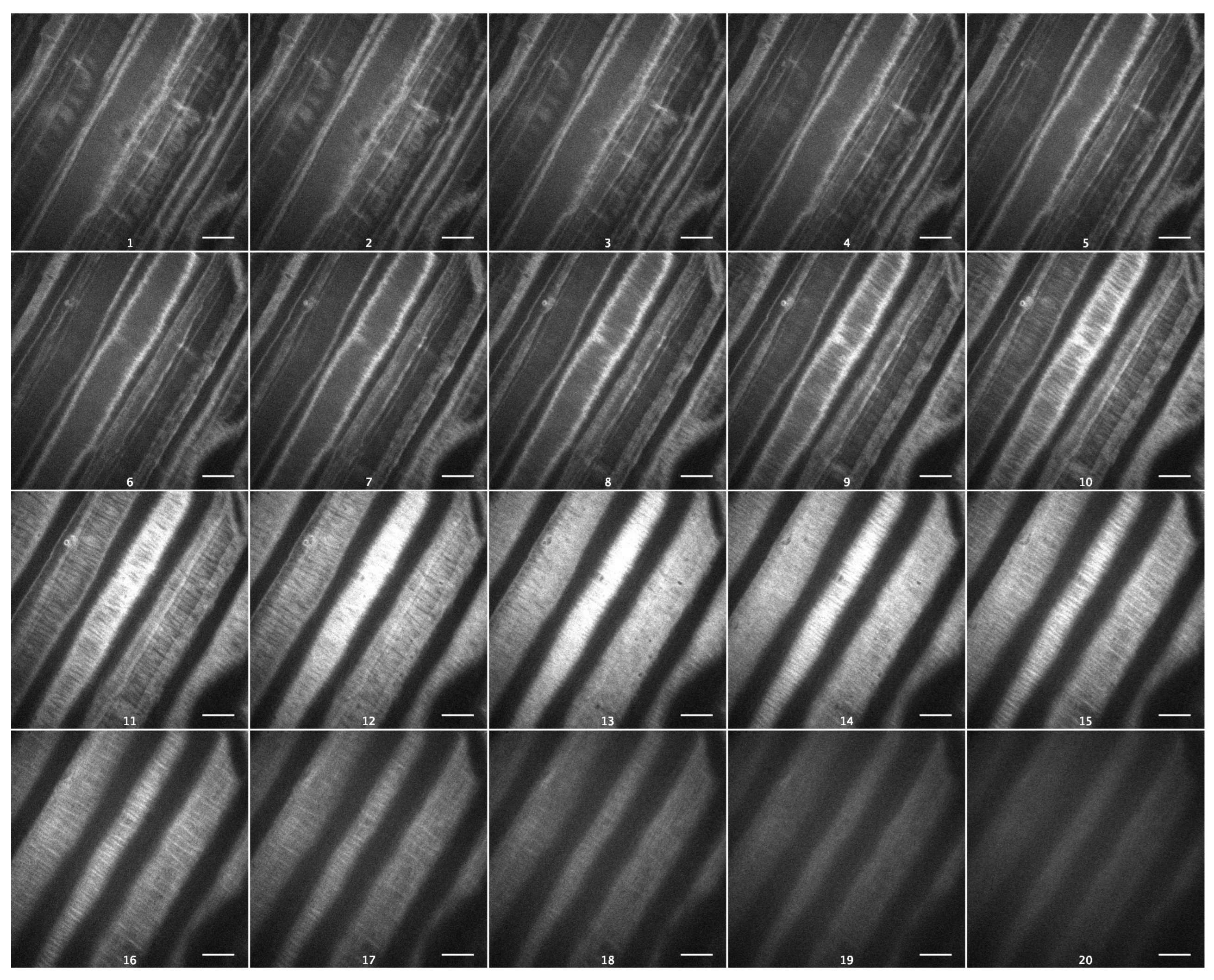 Plants 13 00209 g007