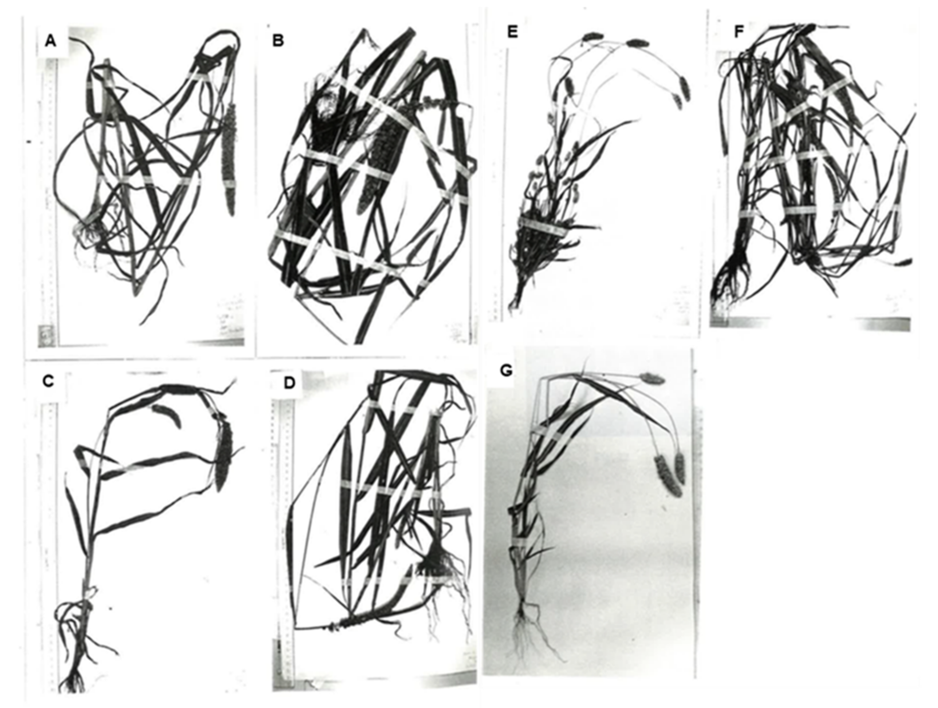 Plants 13 00218 g001