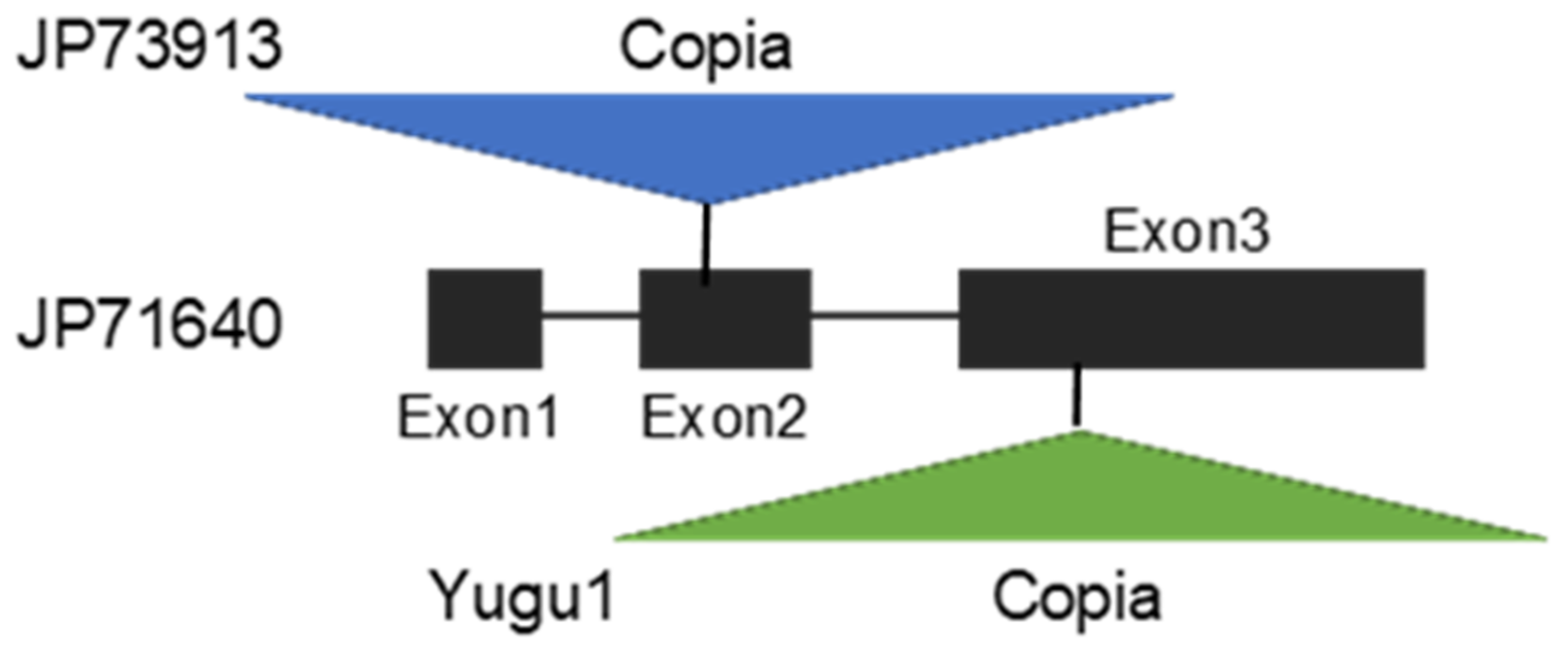 Plants 13 00218 g007