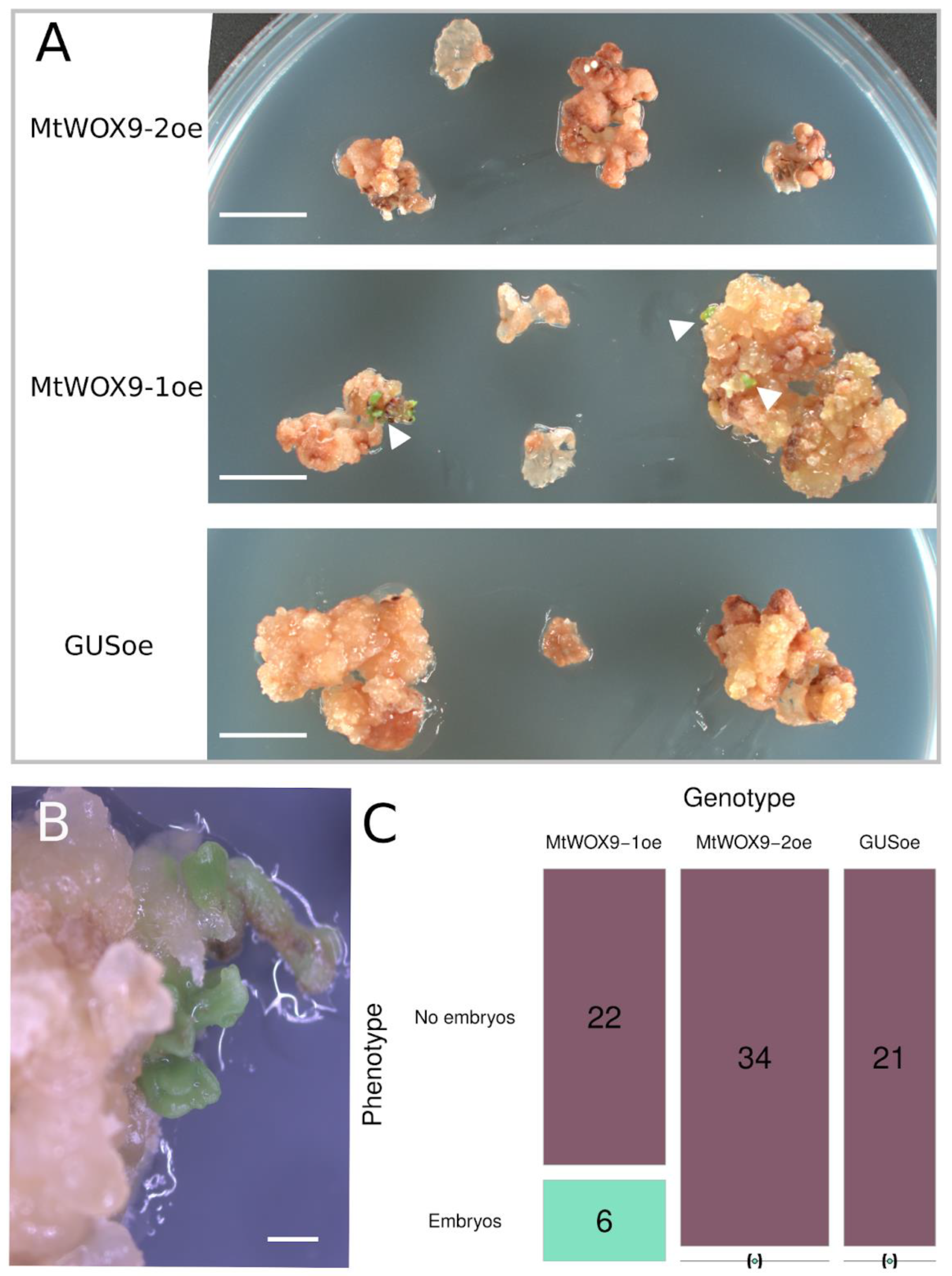 Plants 13 00223 g005